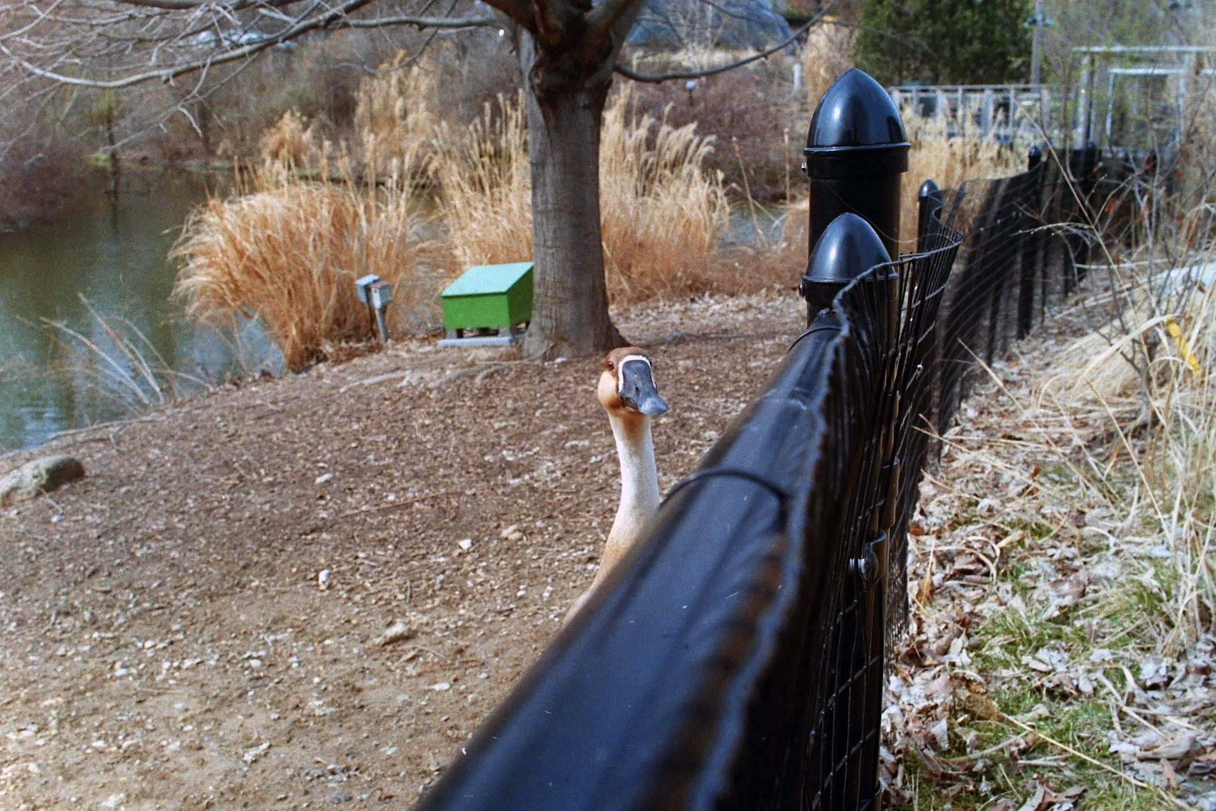 zoo1114.jpg