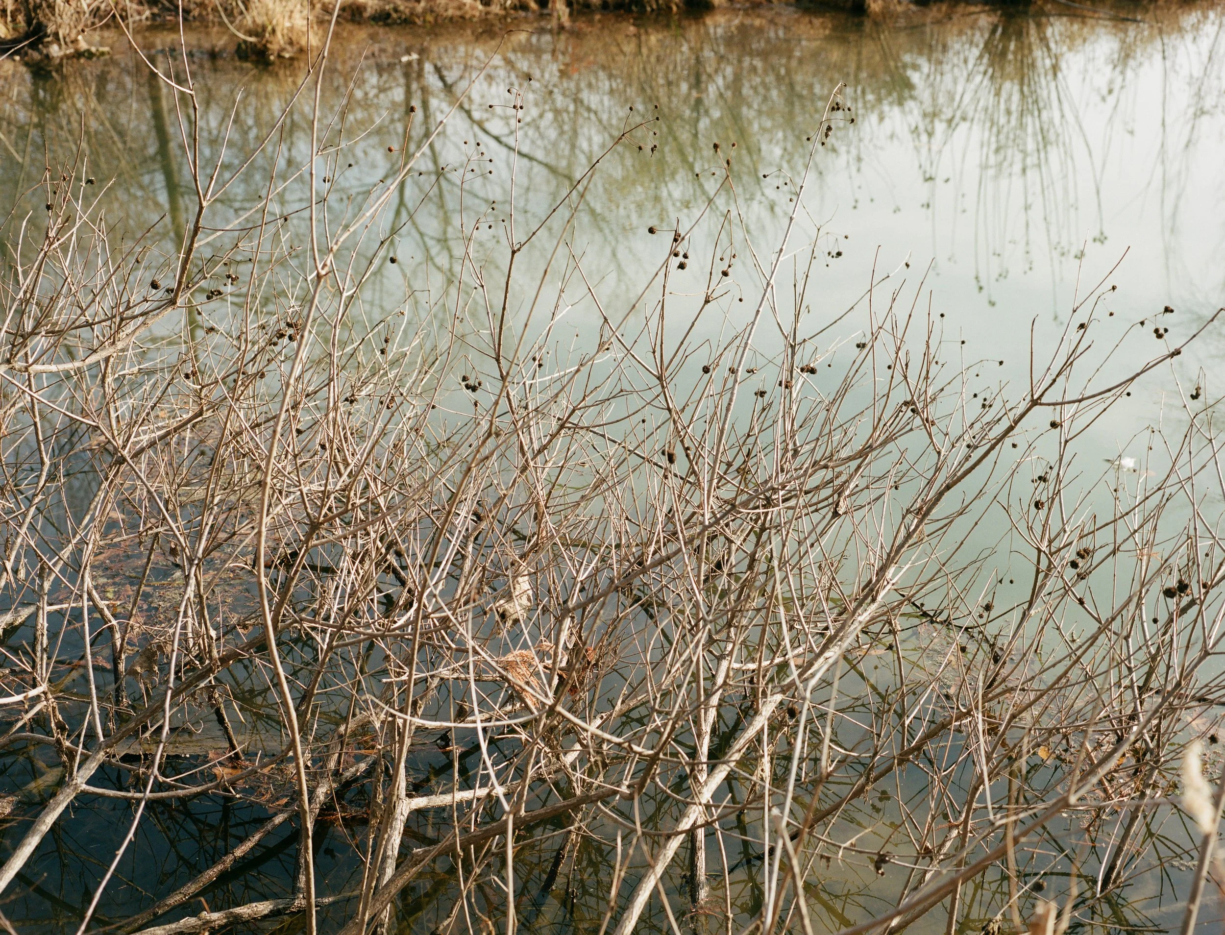 forestpark2246.jpg