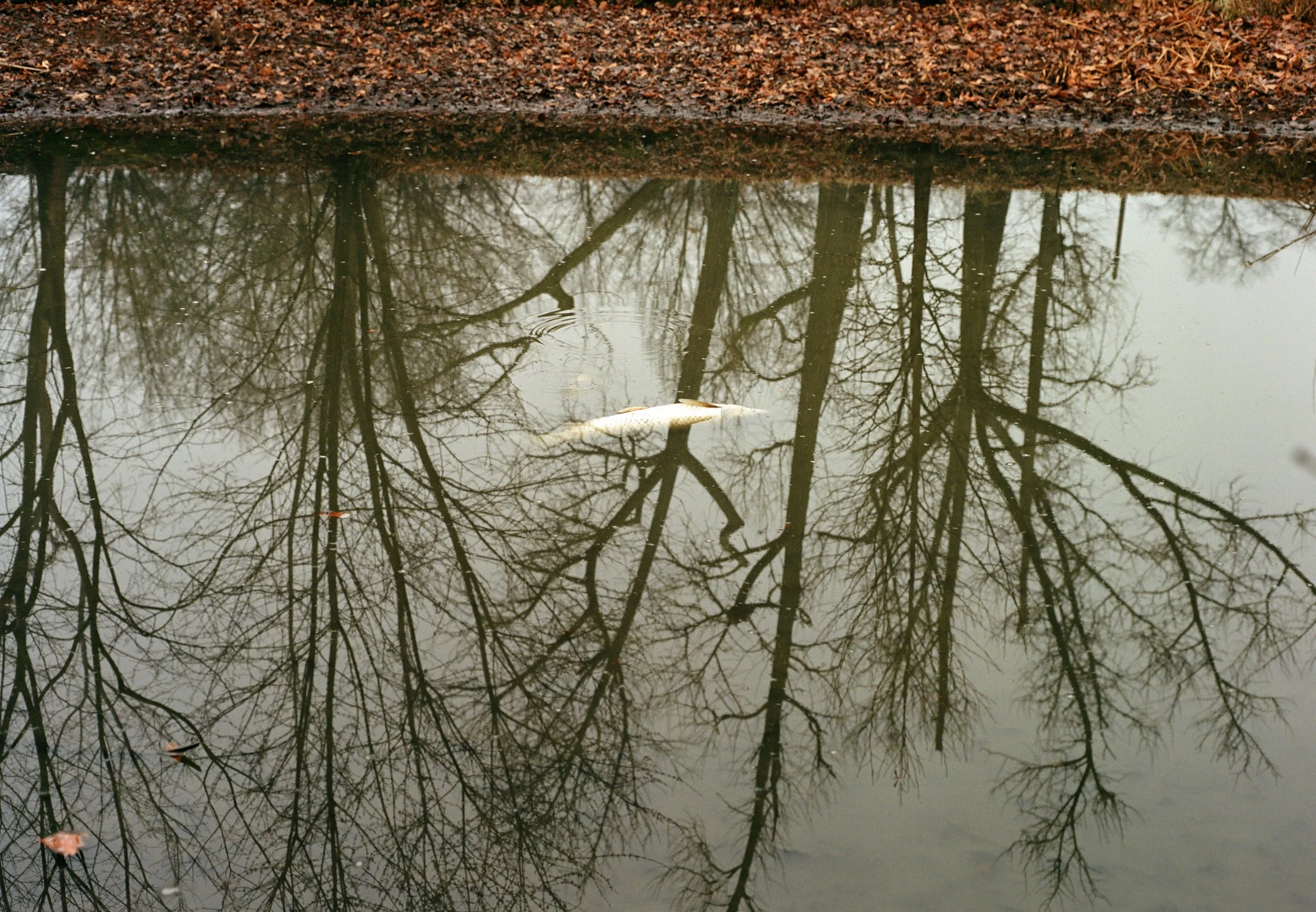 forestpark2247.jpg