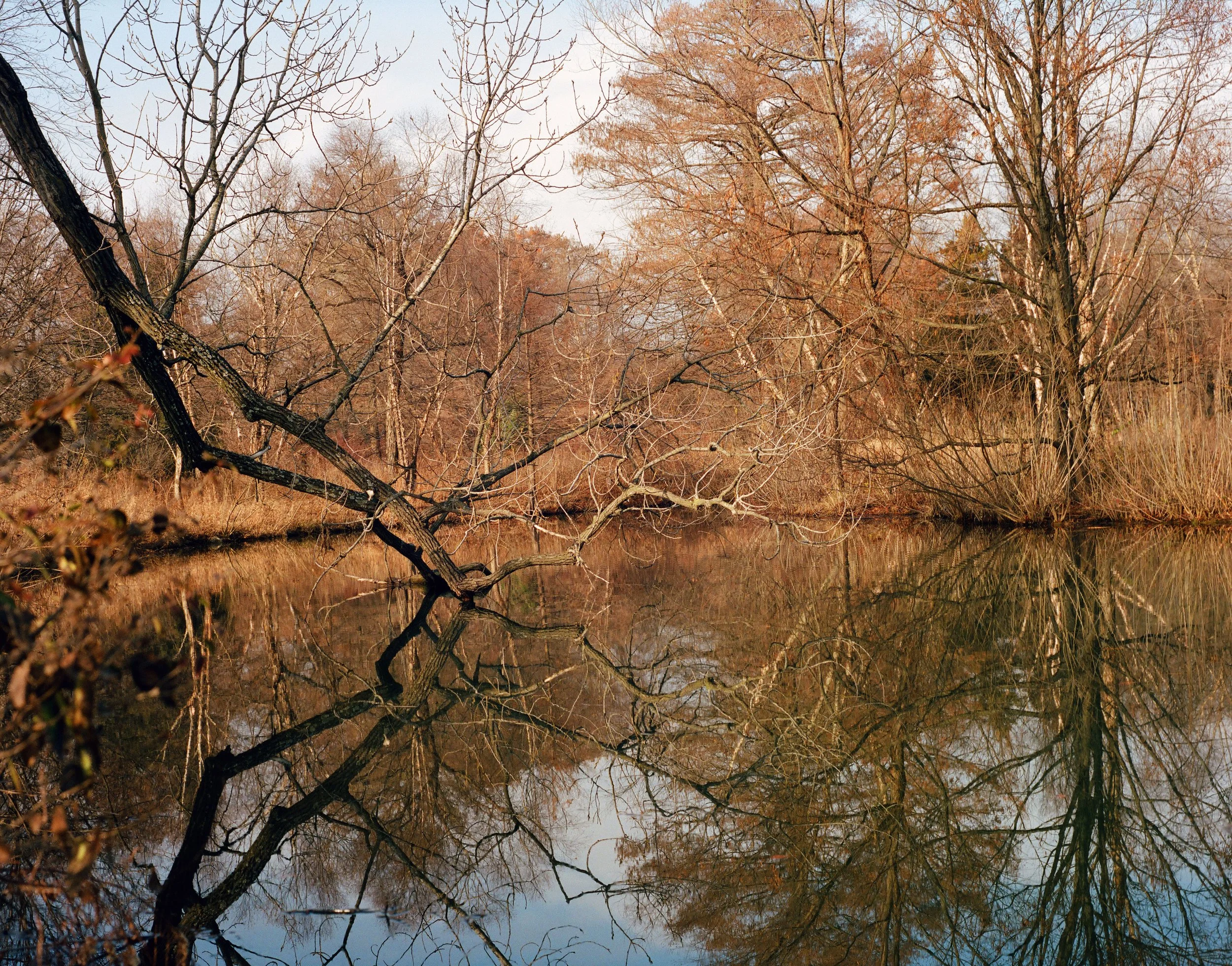 forestpark2228.jpg