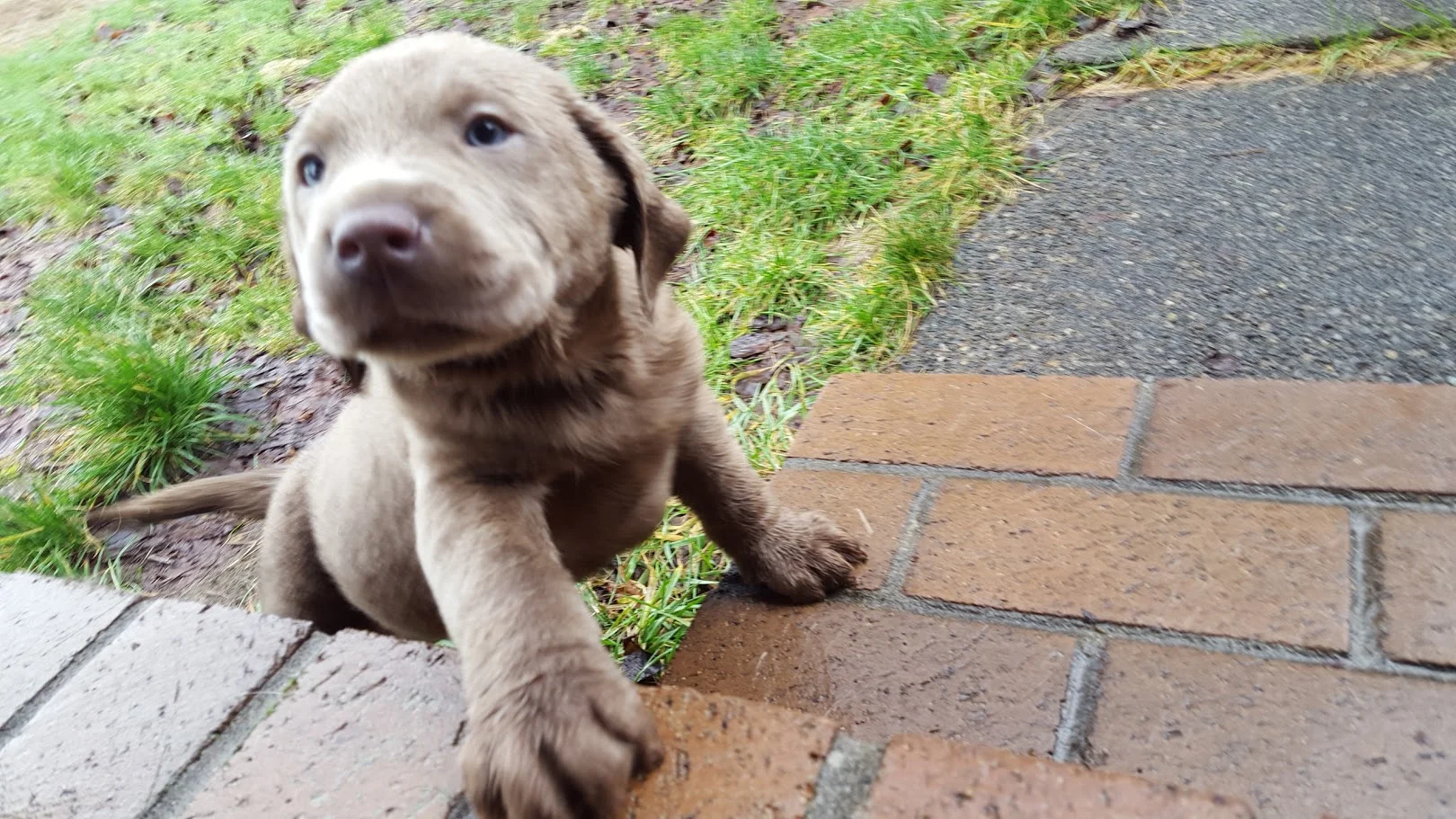 Cute Silver Lab Puppies