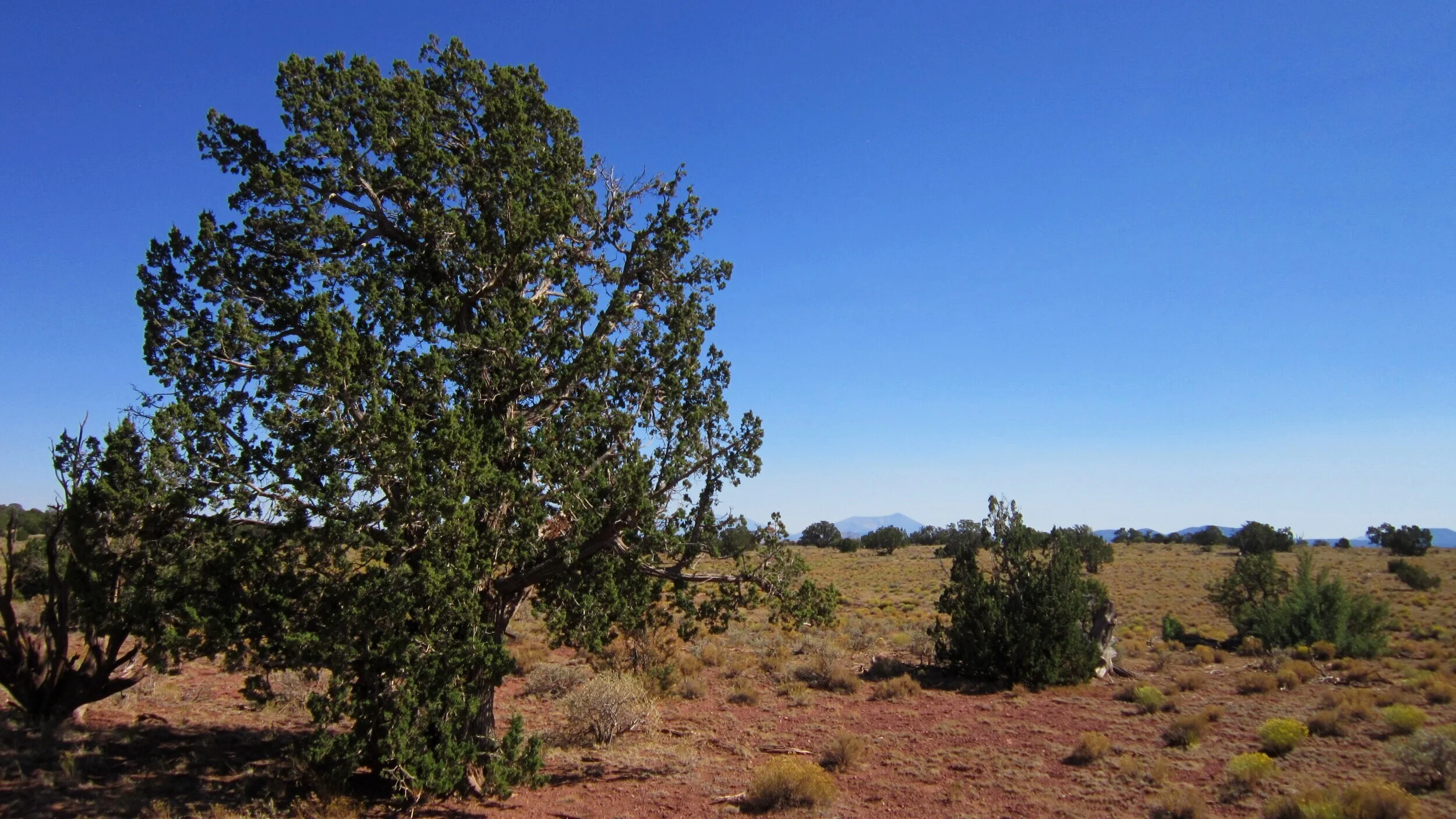 501-62-082+Juniper.jpg