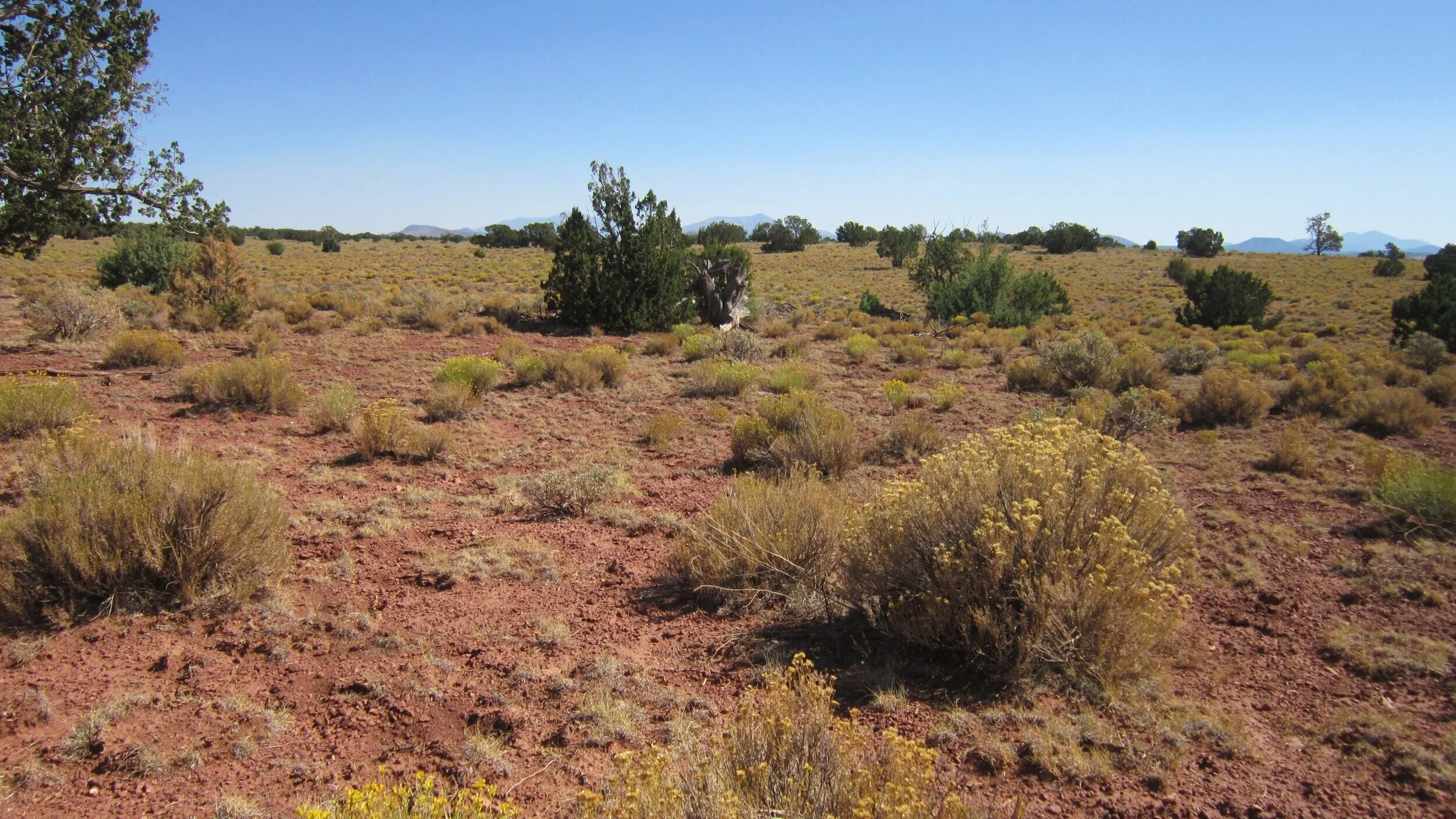 501-62-082+Vegetation.jpg