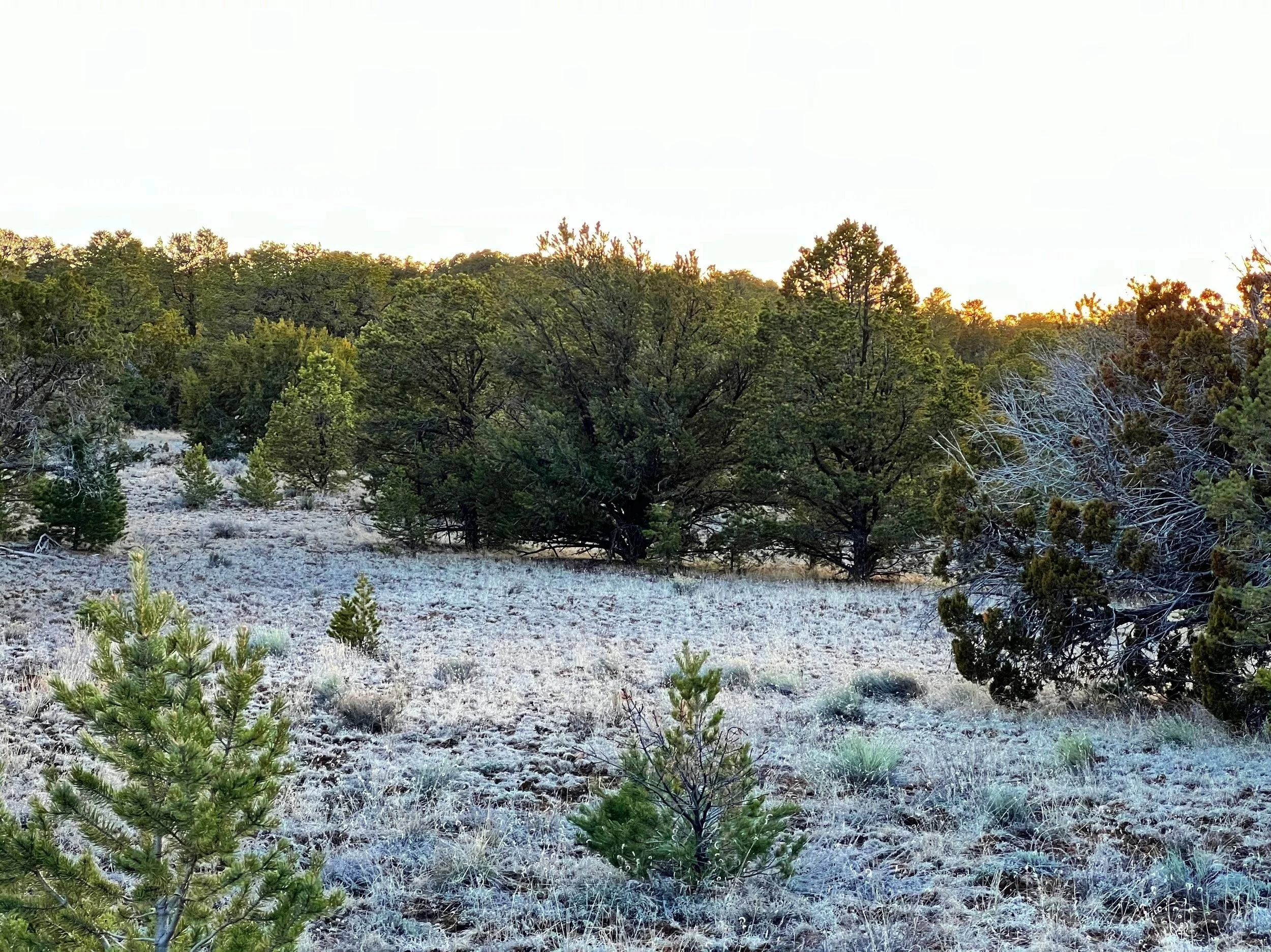 PENDING SALEUnlimited Camping + No Restrictions! 12 acres Bring RV