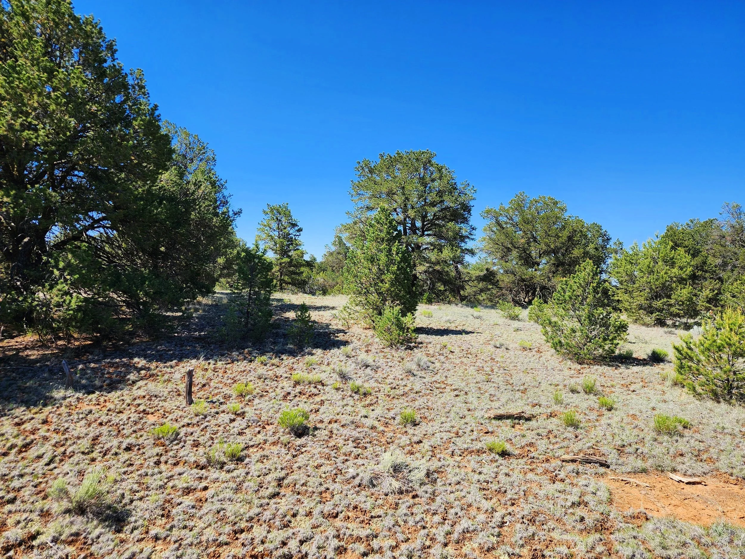 Build dream cabin or full time RV/Tiny Home living! 10 acresNo