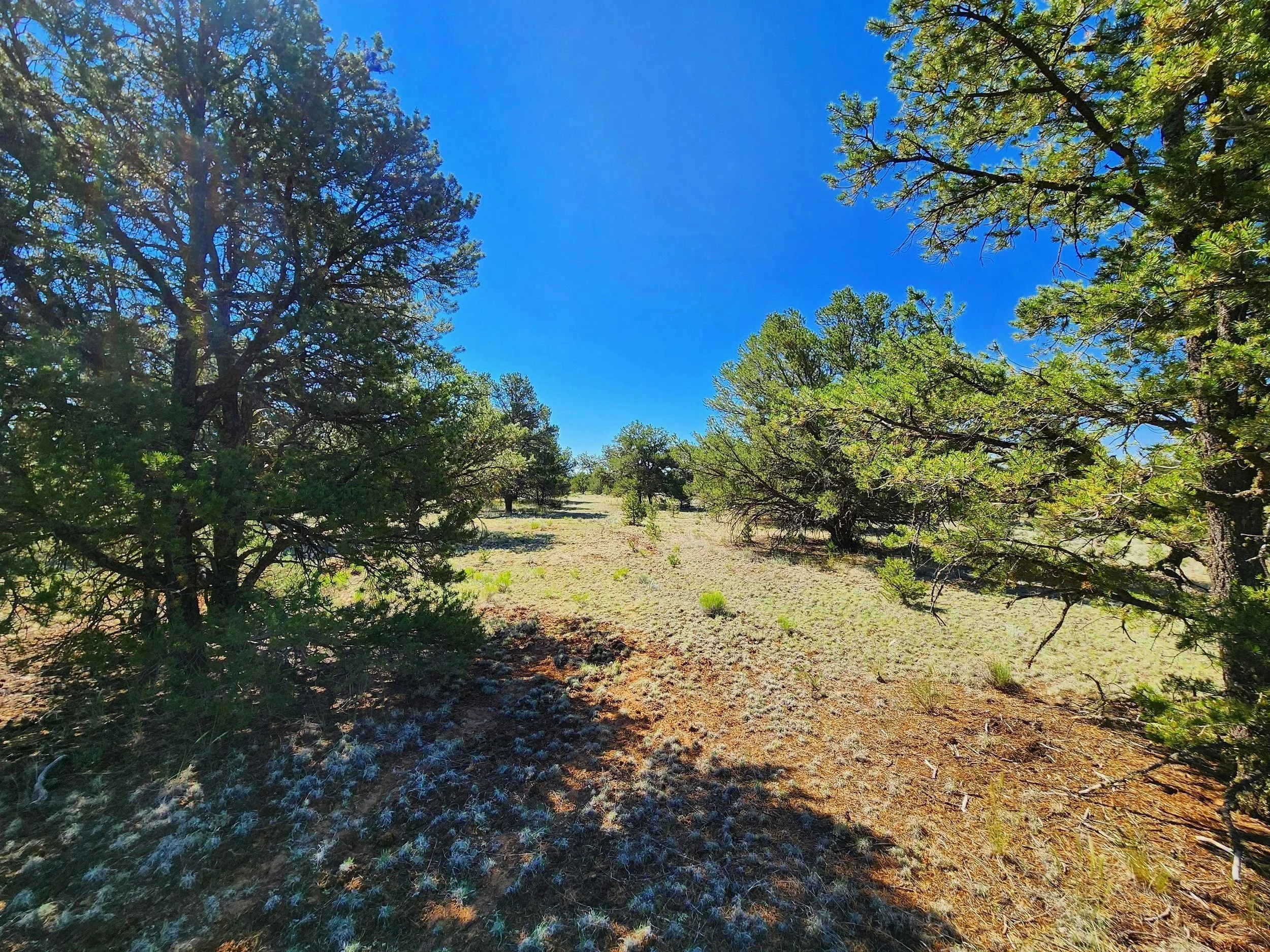 Build dream cabin or full time RV/Tiny Home living! 10 acresNo