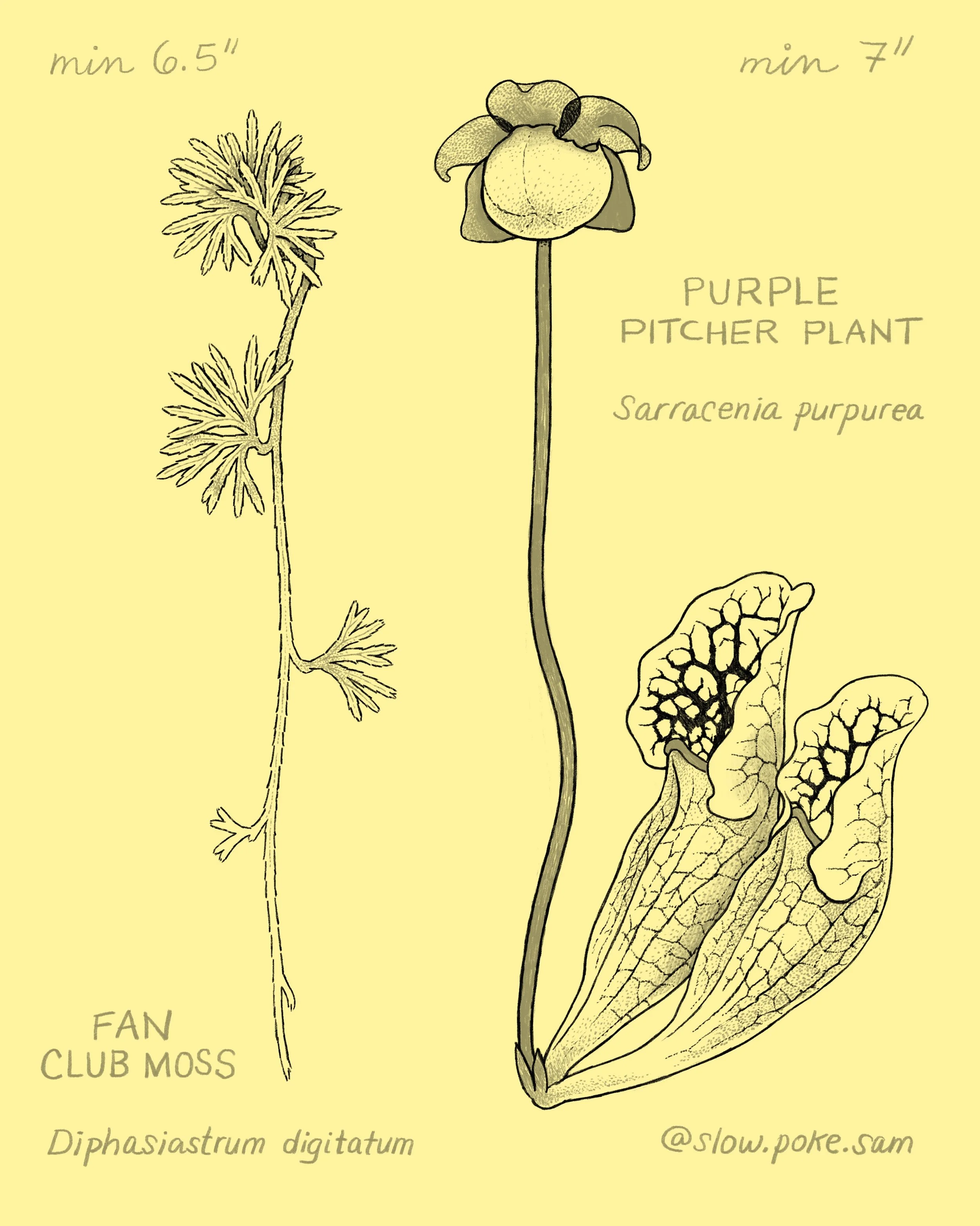 202609_plants.jpg
