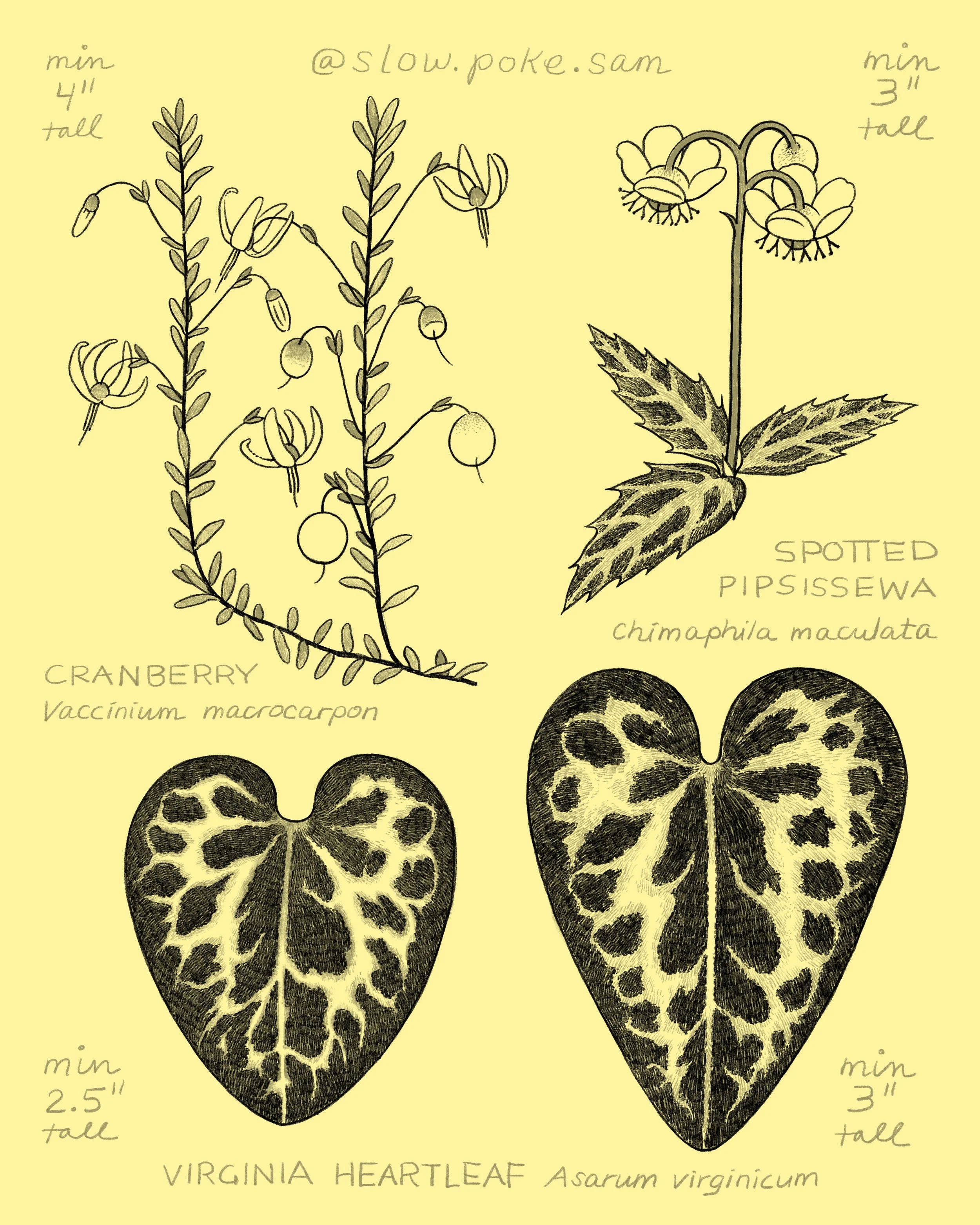 202609_plants2.jpg