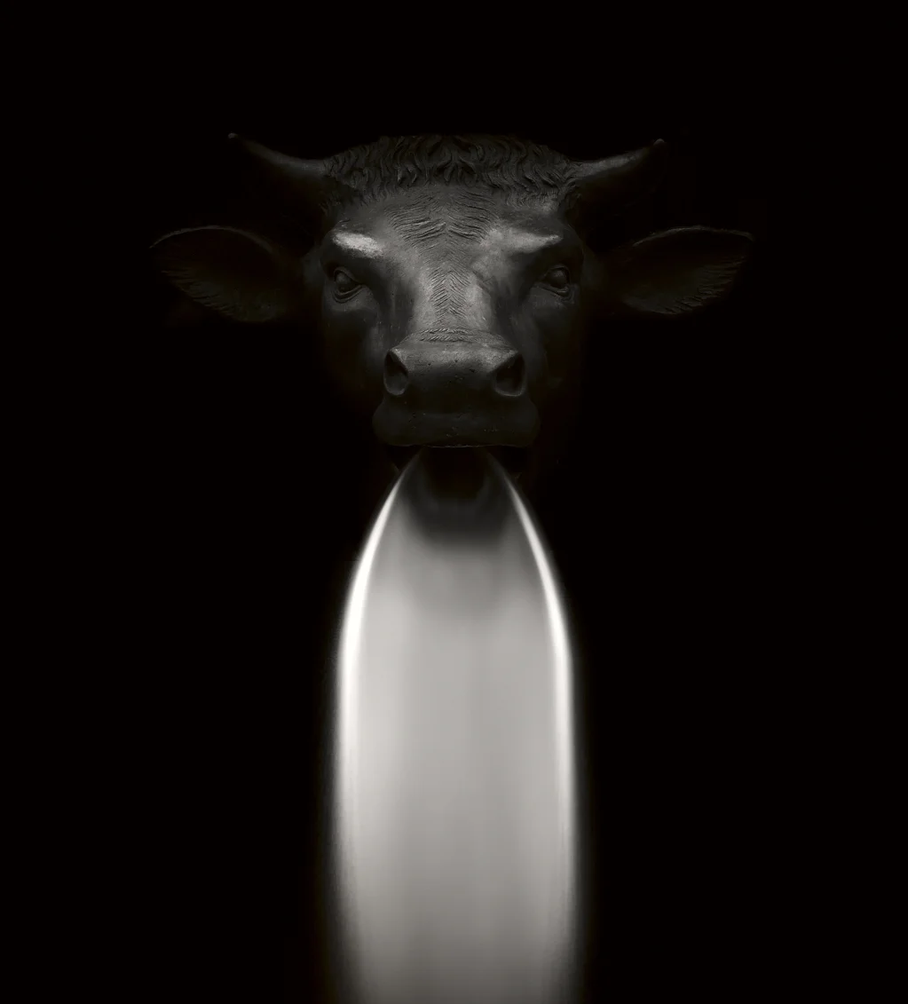 bull_1).jpg