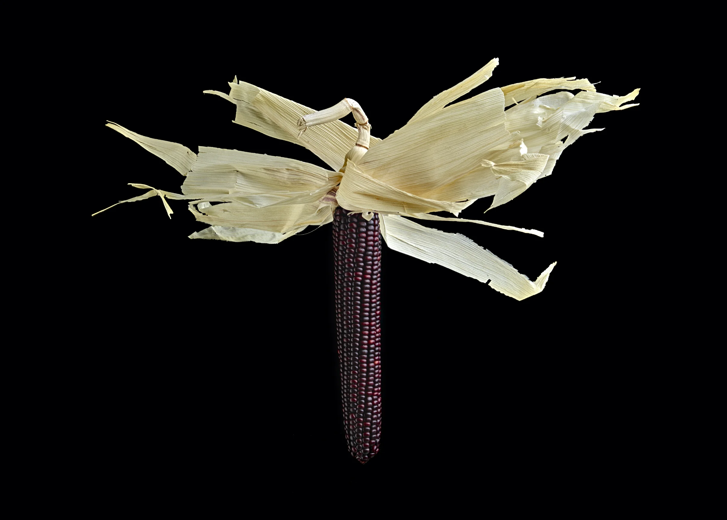 Black Corn.jpg