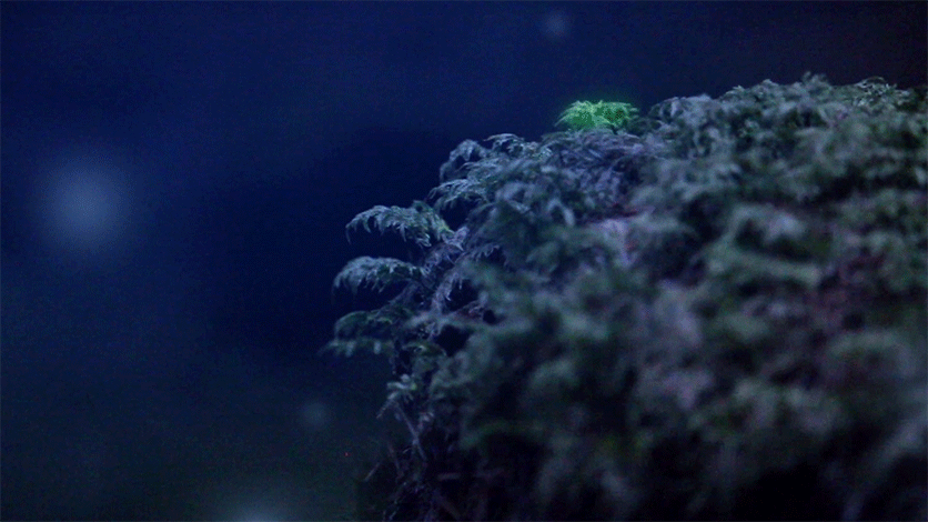 Reel2017_AmyWallace_V01.gif