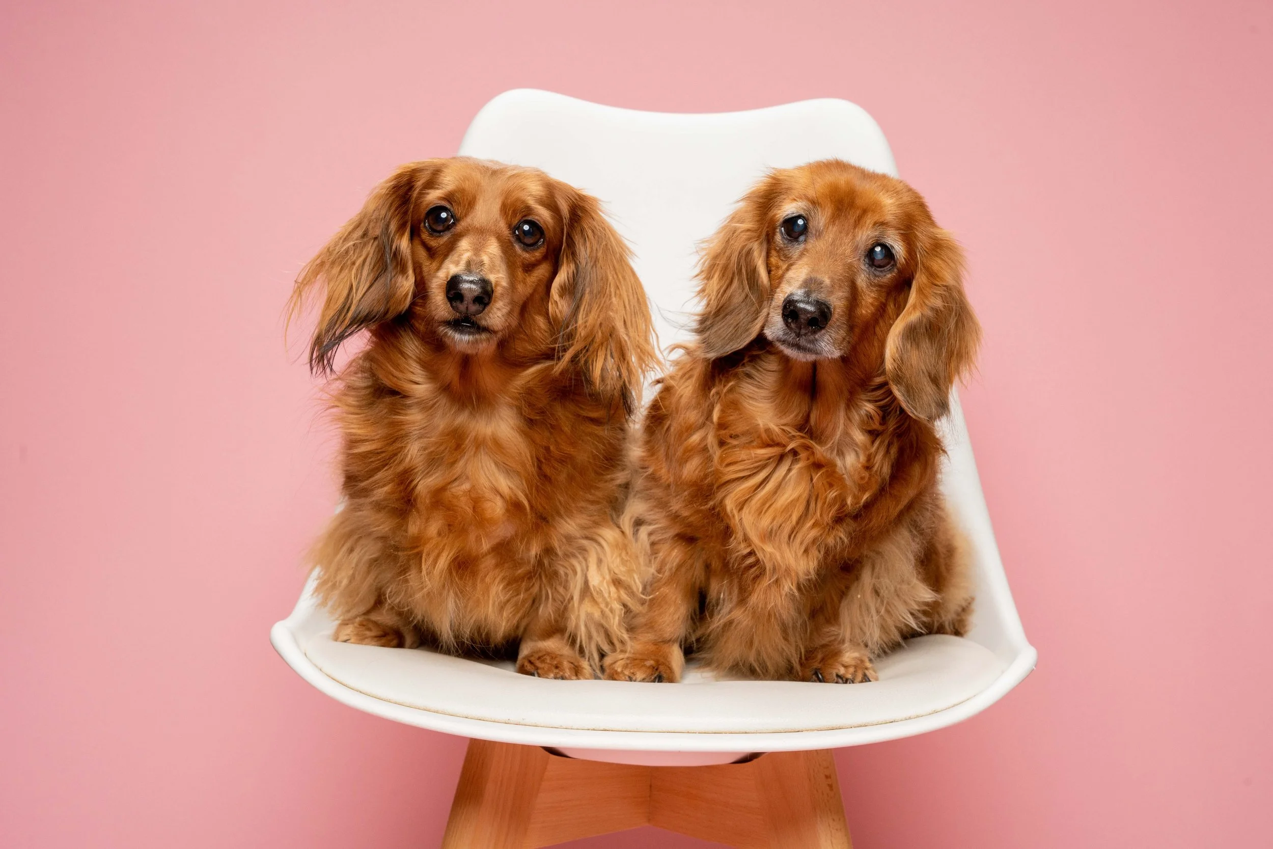 Puppy Love with LOVEMYPUPSHOT | Headshots for Man's Best Friend