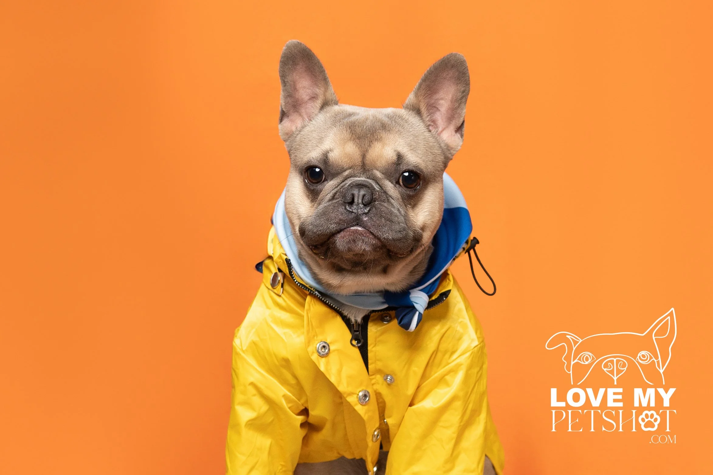 ATLANTA PET PHOTOGRAPHER | LOVE MY PETSHOT 