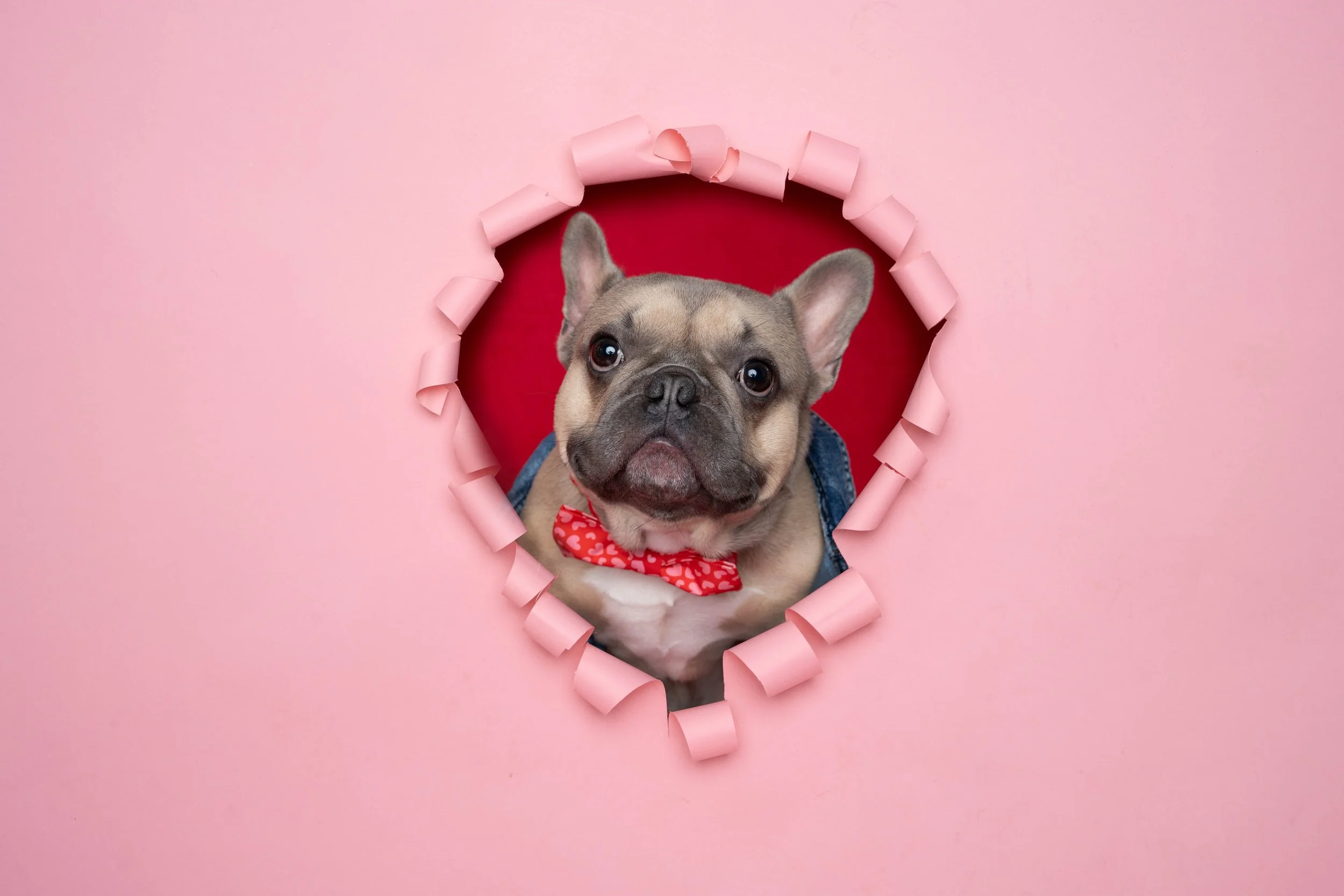 ATLANTA PET PHOTOGRAPHER | FRENCH BULLDOG TURNS TWO