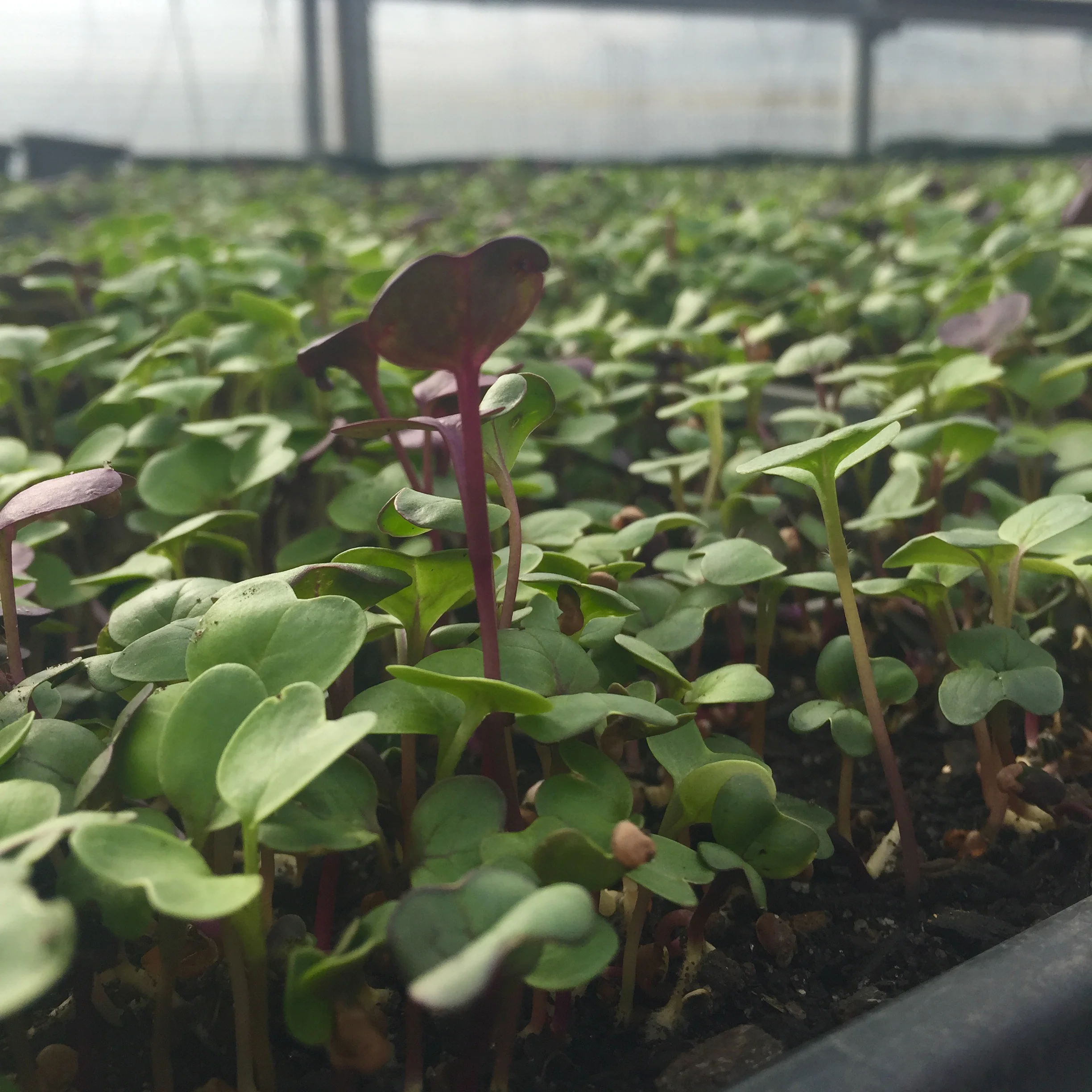 CROP_microgreens.jpg