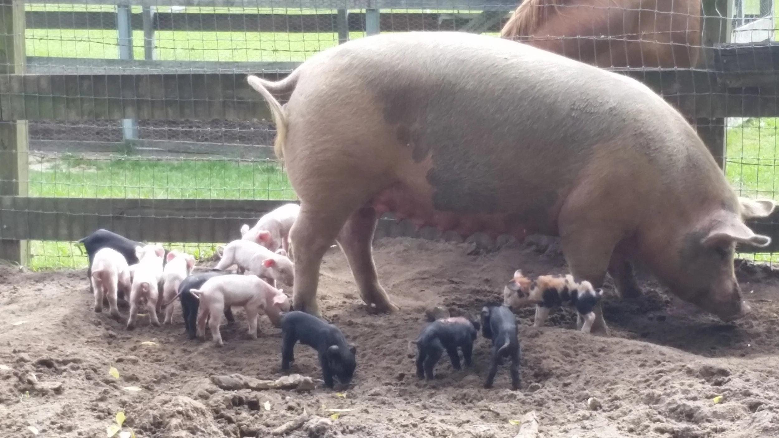 piglets.jpg