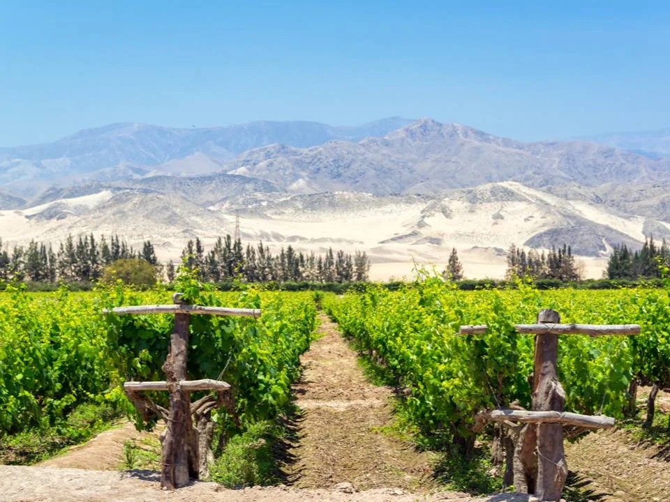 HLC Vineyards.jpg