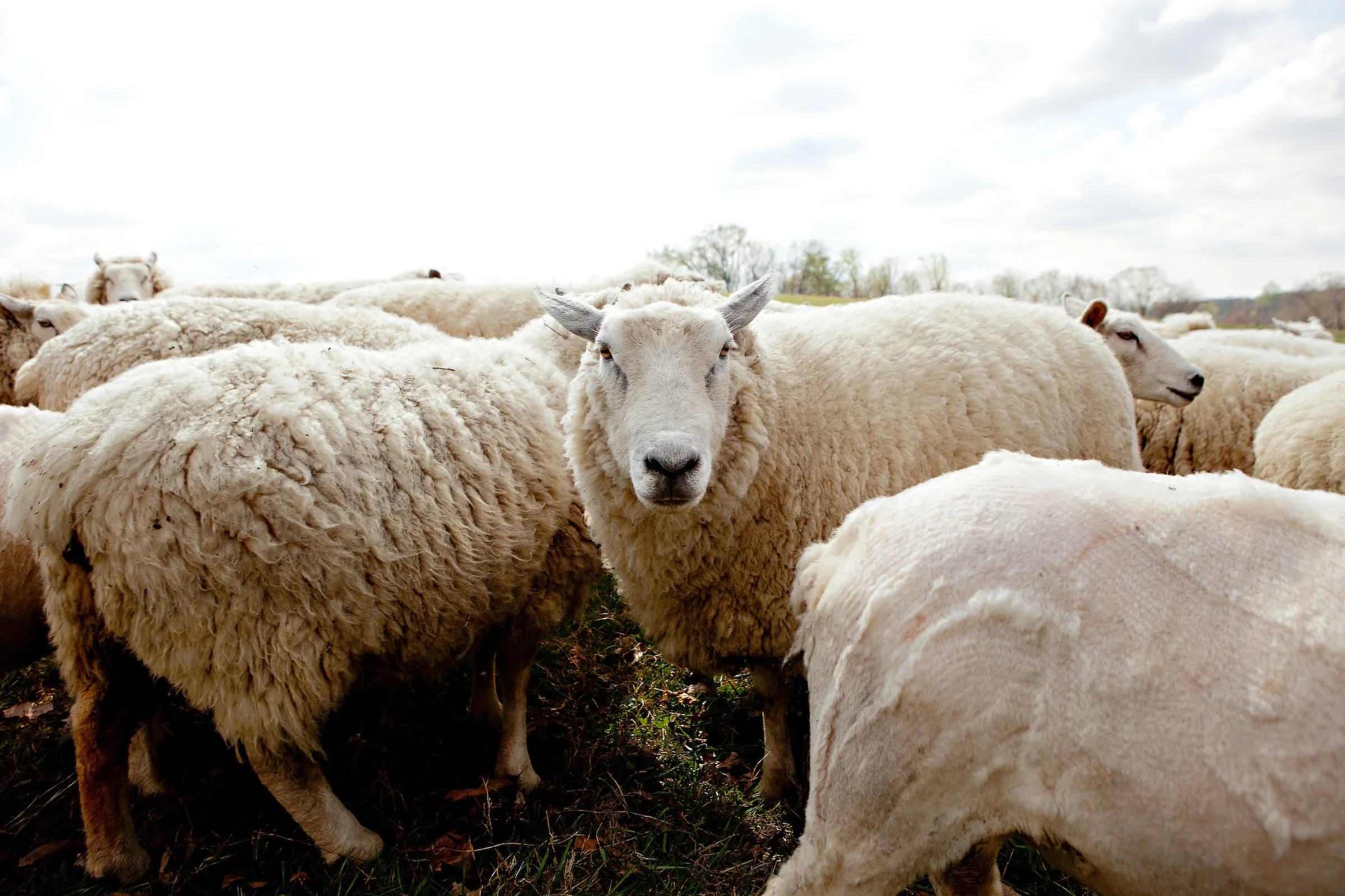 3.22.12.borderspringsfarm.0038.jpg