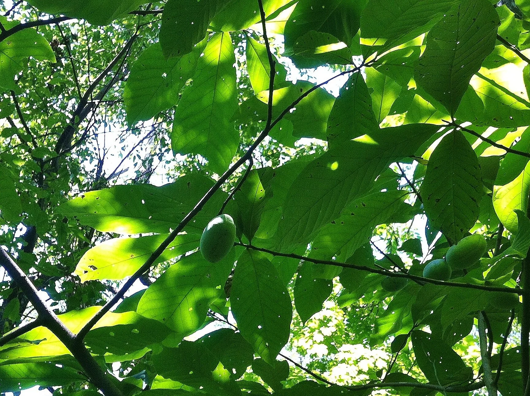 pawpaw in tree.JPG