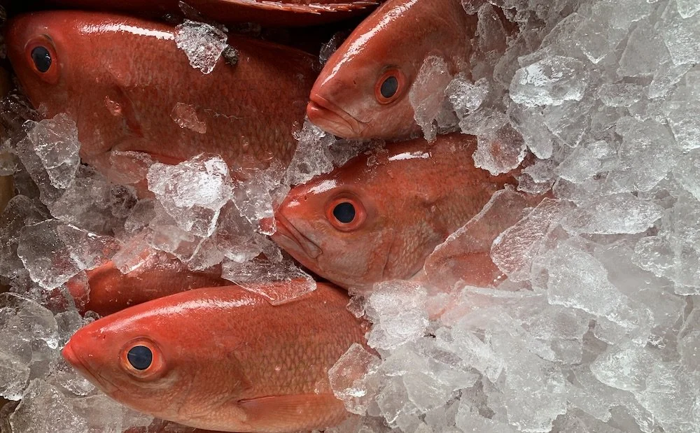 Local Vermilion Snapper.jpg