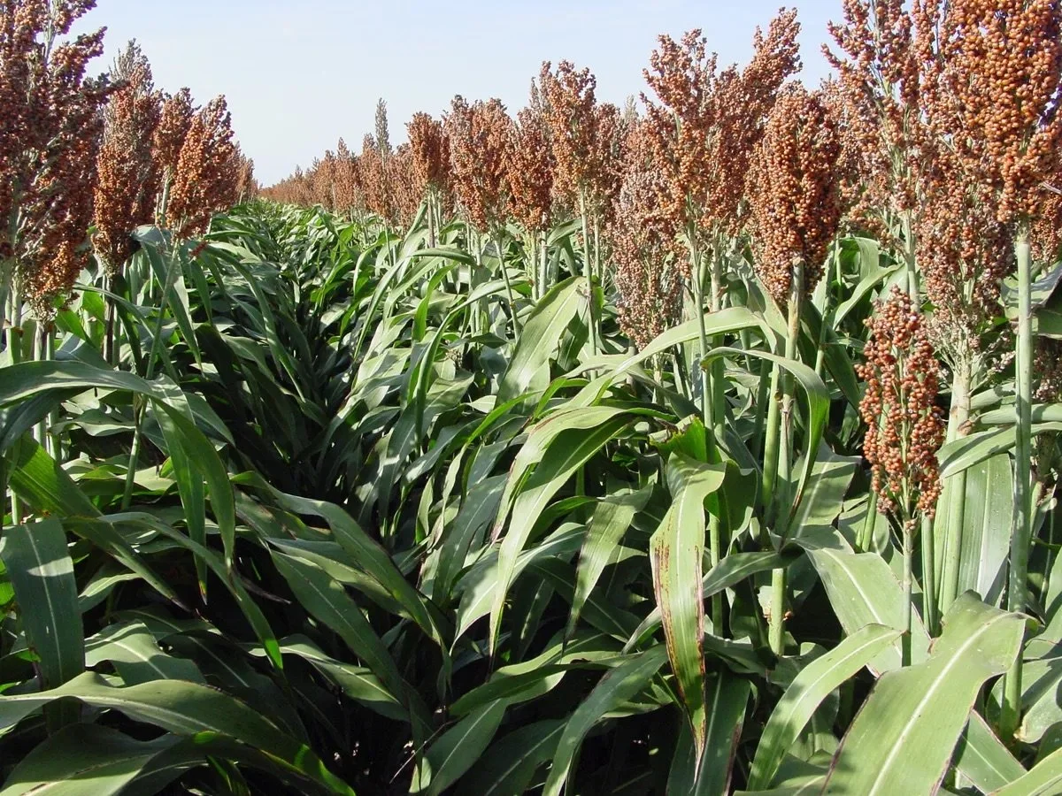 sorghum mississippi.jpg