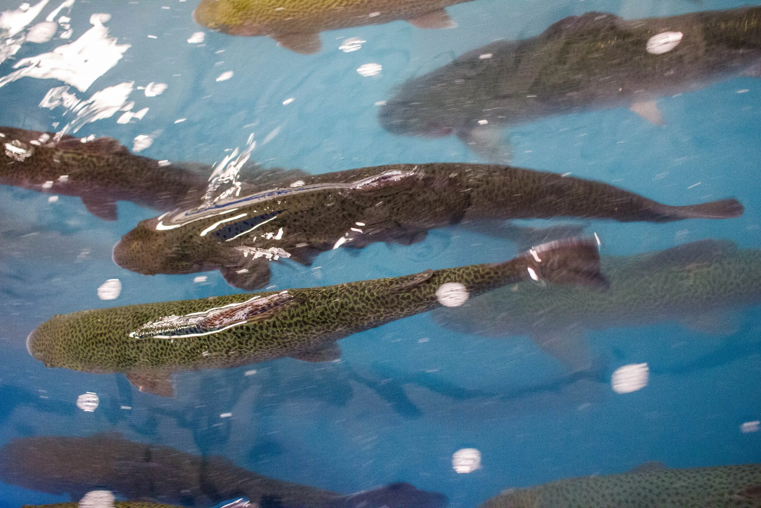 sunburst trout trout.jpg