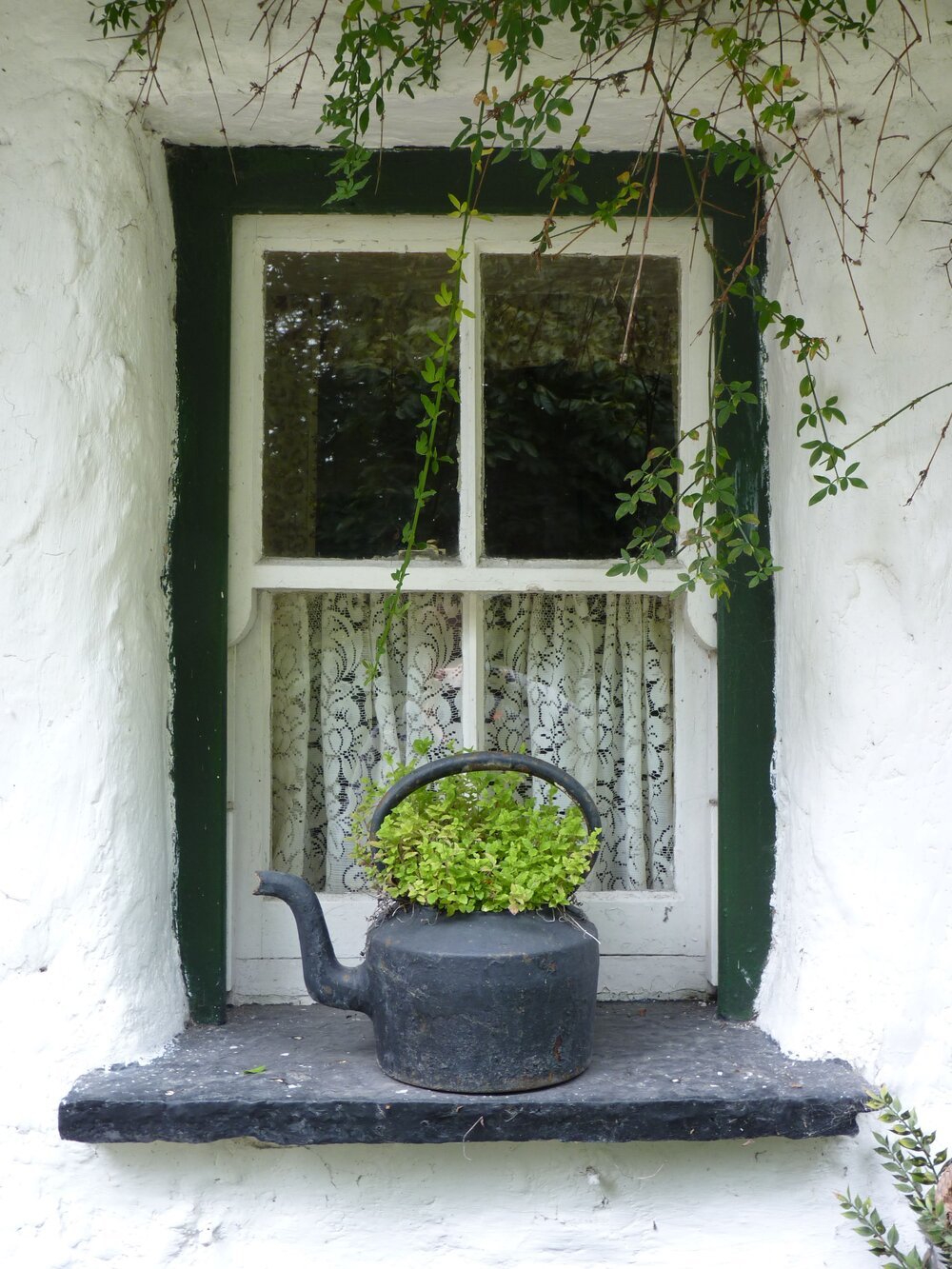 Canva+-+Window,+Irish,+Ireland,+Green,+Flower,+Window+Sill.jpg