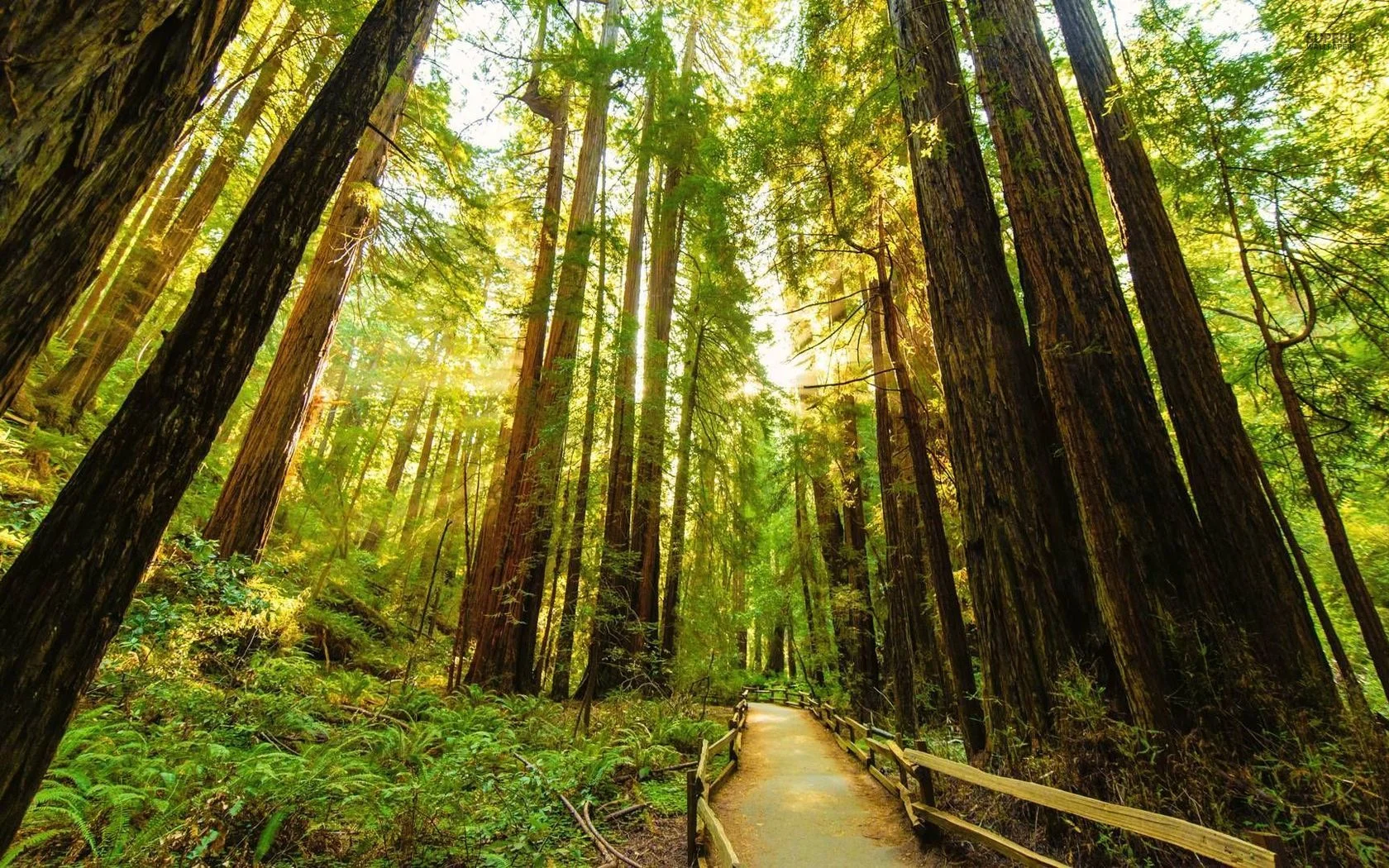 RedwoodHeader.jpg