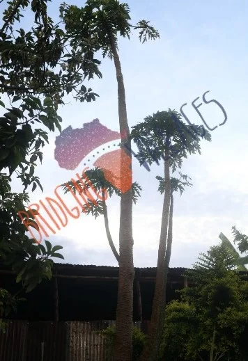 d34.jpg