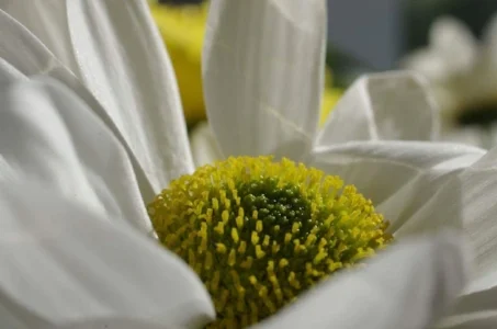 FLT Daisy Banner.jpeg