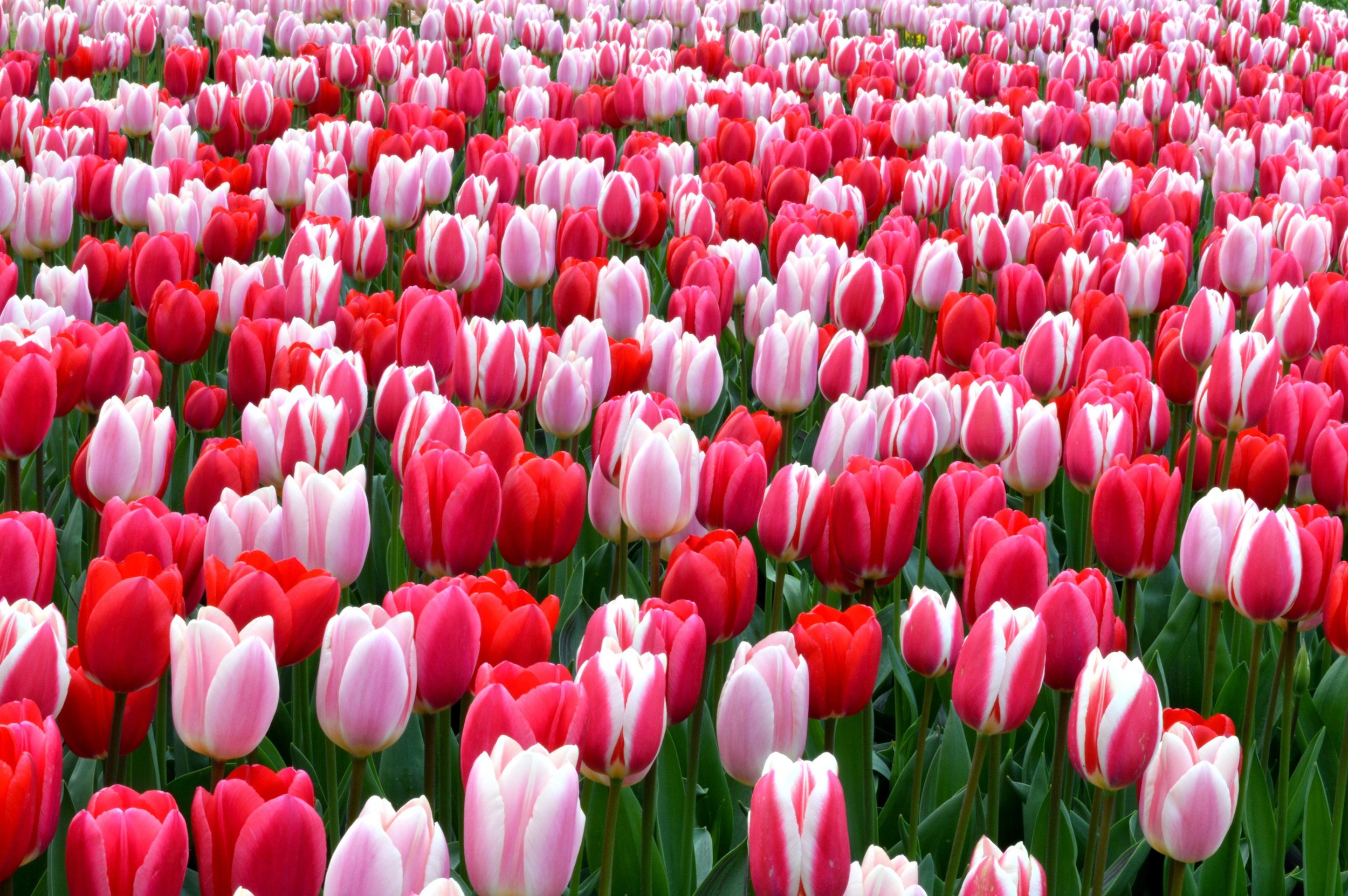 Tulips.jpg