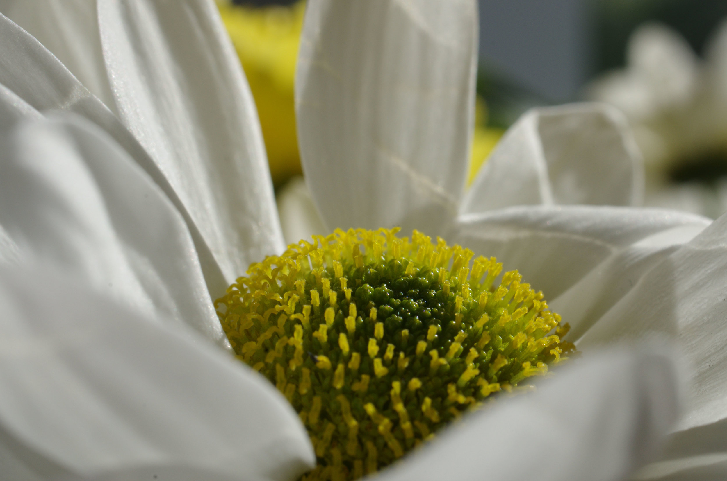 FLT Daisy 2 small.jpg