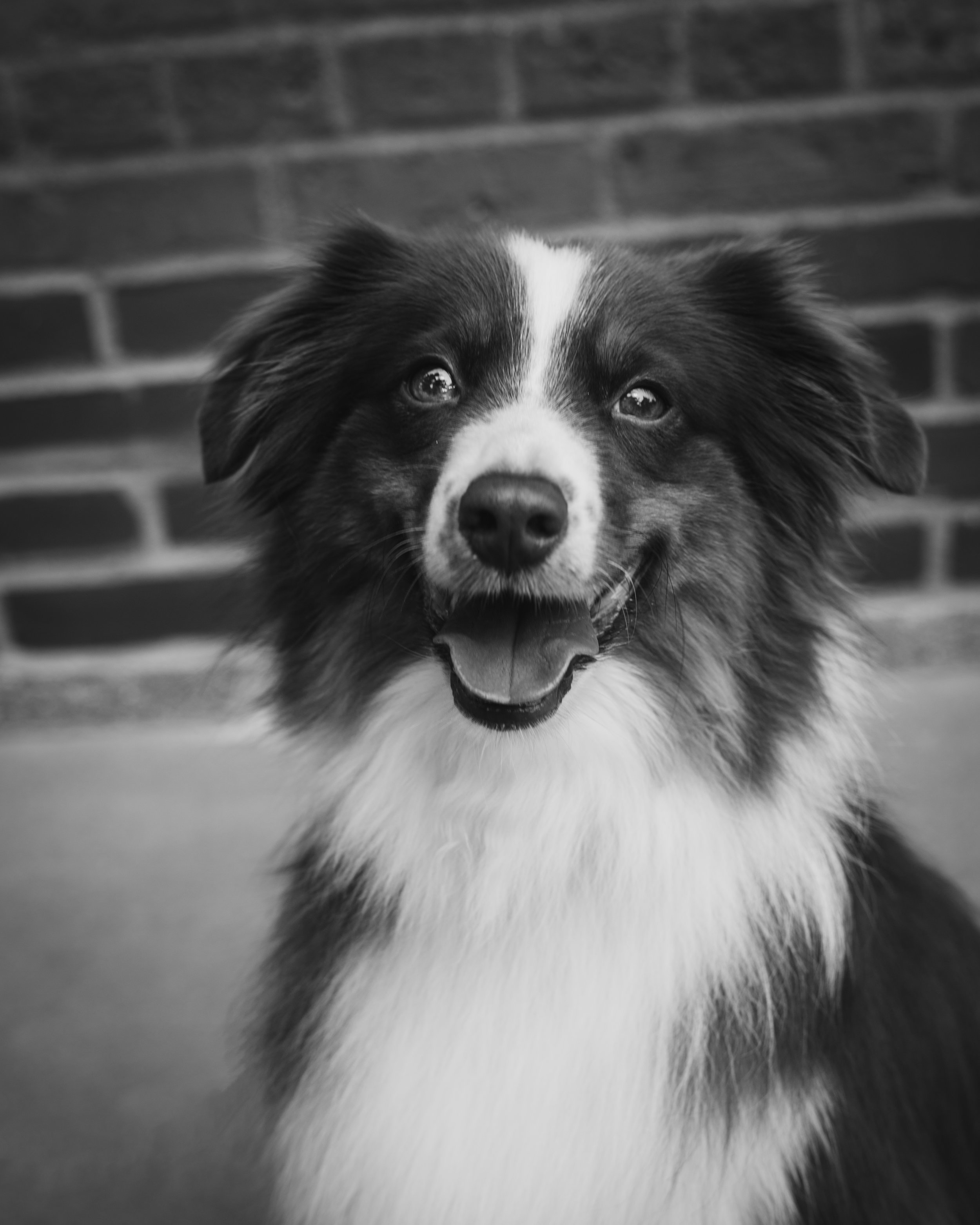 180818_BADGER_07-Edit.jpg