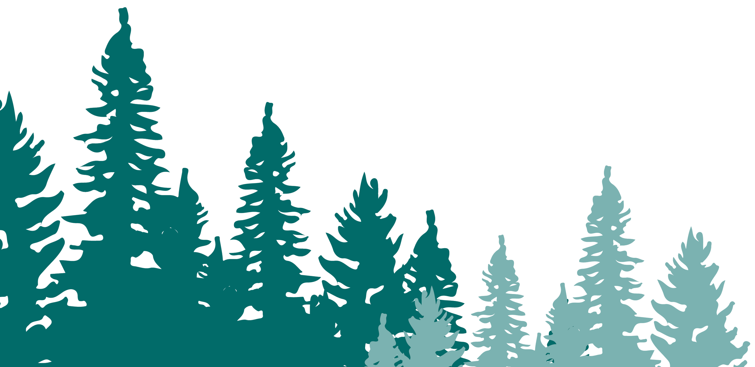 Illustration of evergreen trees with a transparent background