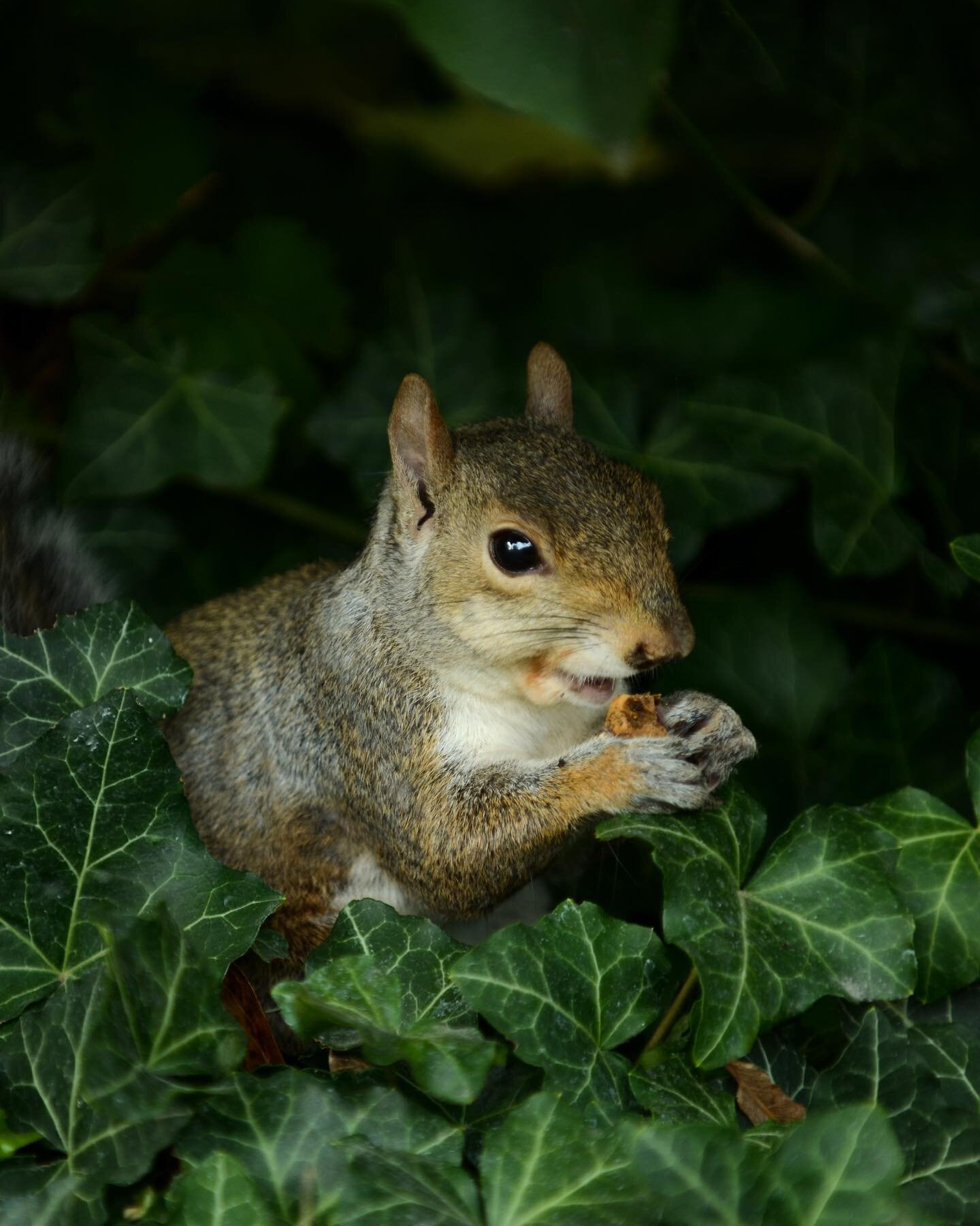 We had a lot of fun shooting and viewing all of your photos last Thursday! We focused on wildlife and high speed photography, so we set off to find as many squirrels as we could. (If we haven&rsquo;t tagged you feel free to comment what photo is your