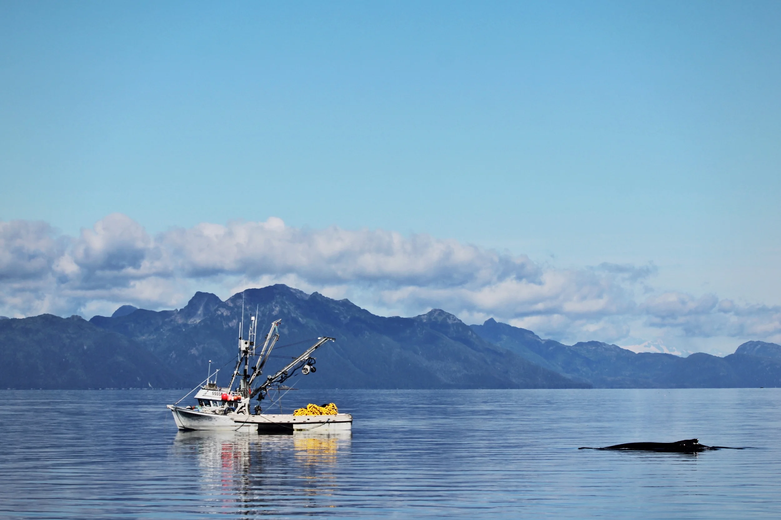 The F/V Rafferty with a humpback