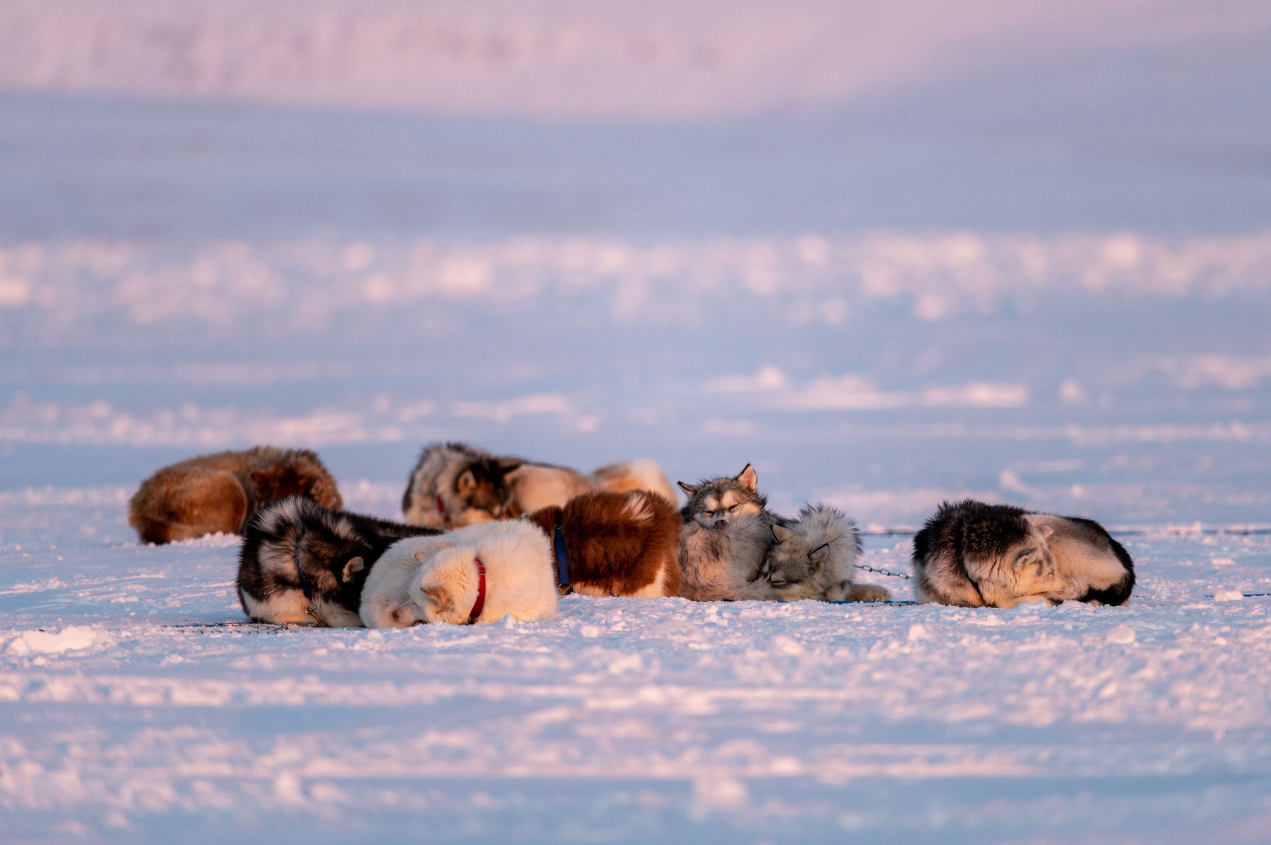  A dog team rests after day one of the Nunavut Quest, roughly 50km from Arctic Bay, Nunavut on Monday, April 18, 2022. Taken for The Canadian Press 
