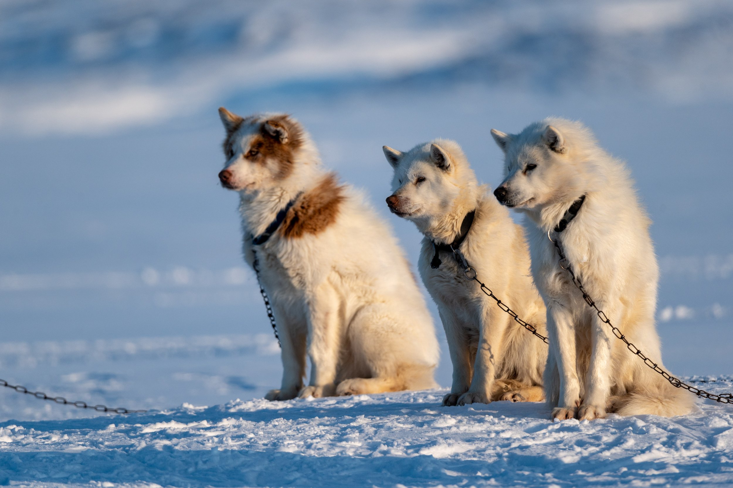  A dog team rests after day two of the Nunavut Quest, roughly 130km from Arctic Bay, Nunavut on Tuesday, April 19, 2022. Taken for The Canadian Press 