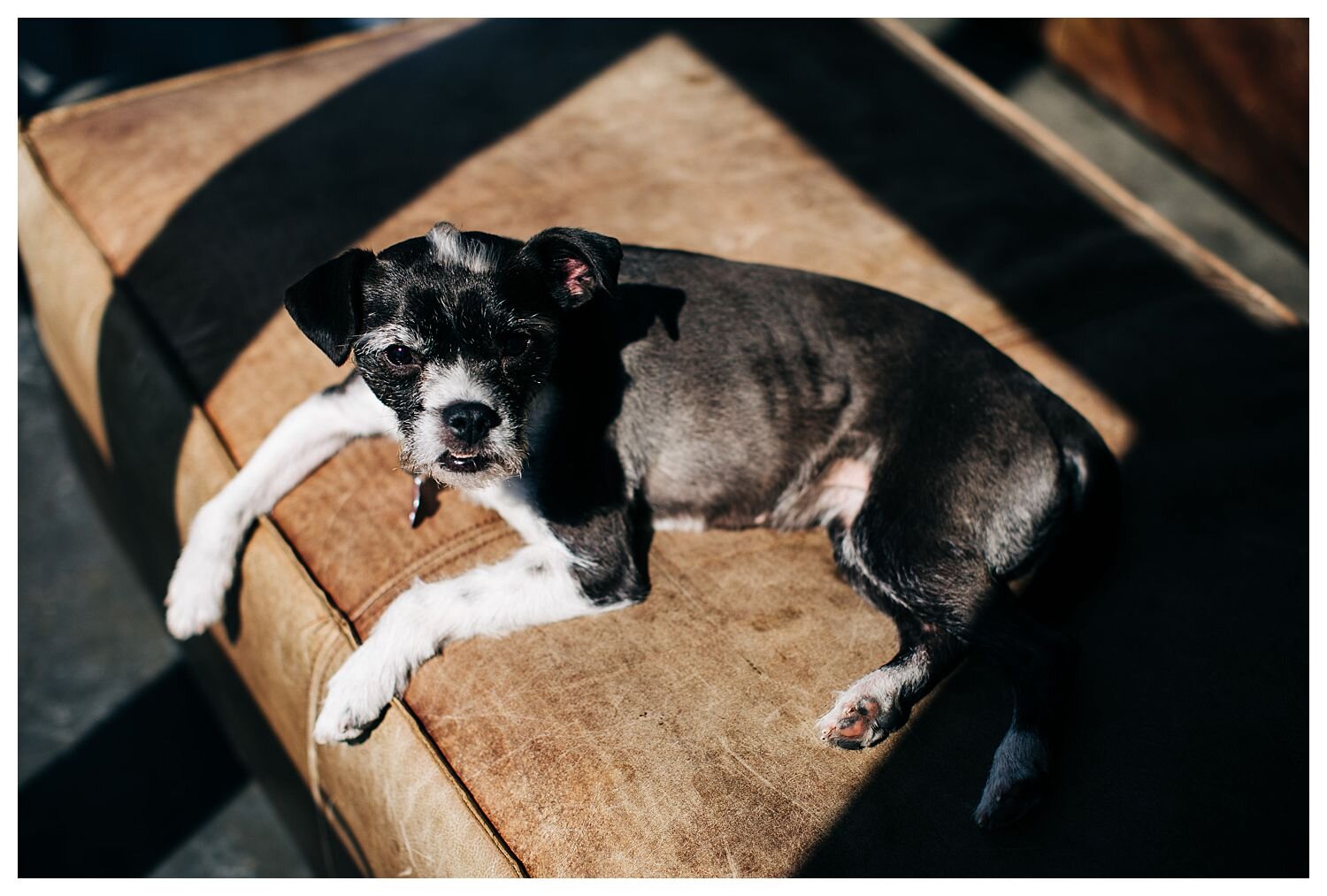 dog at a wedding