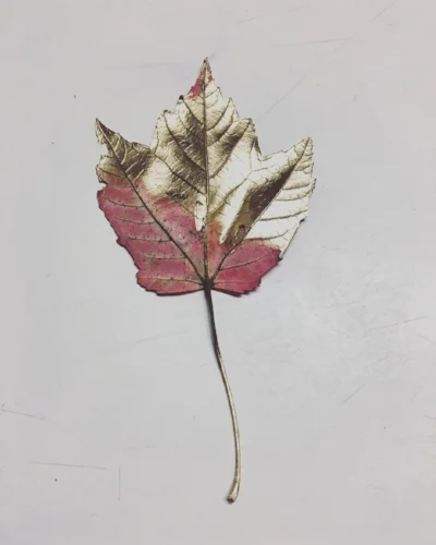 This leaf was collateral damage in my spraying, but I thought it looked pretty.