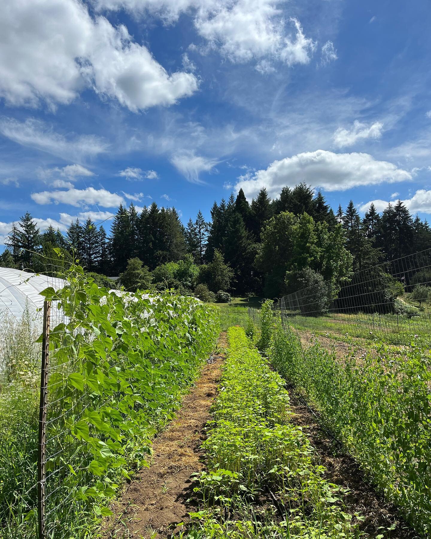 Our favorite spot on the farm this week. Beans and buckwheat💚