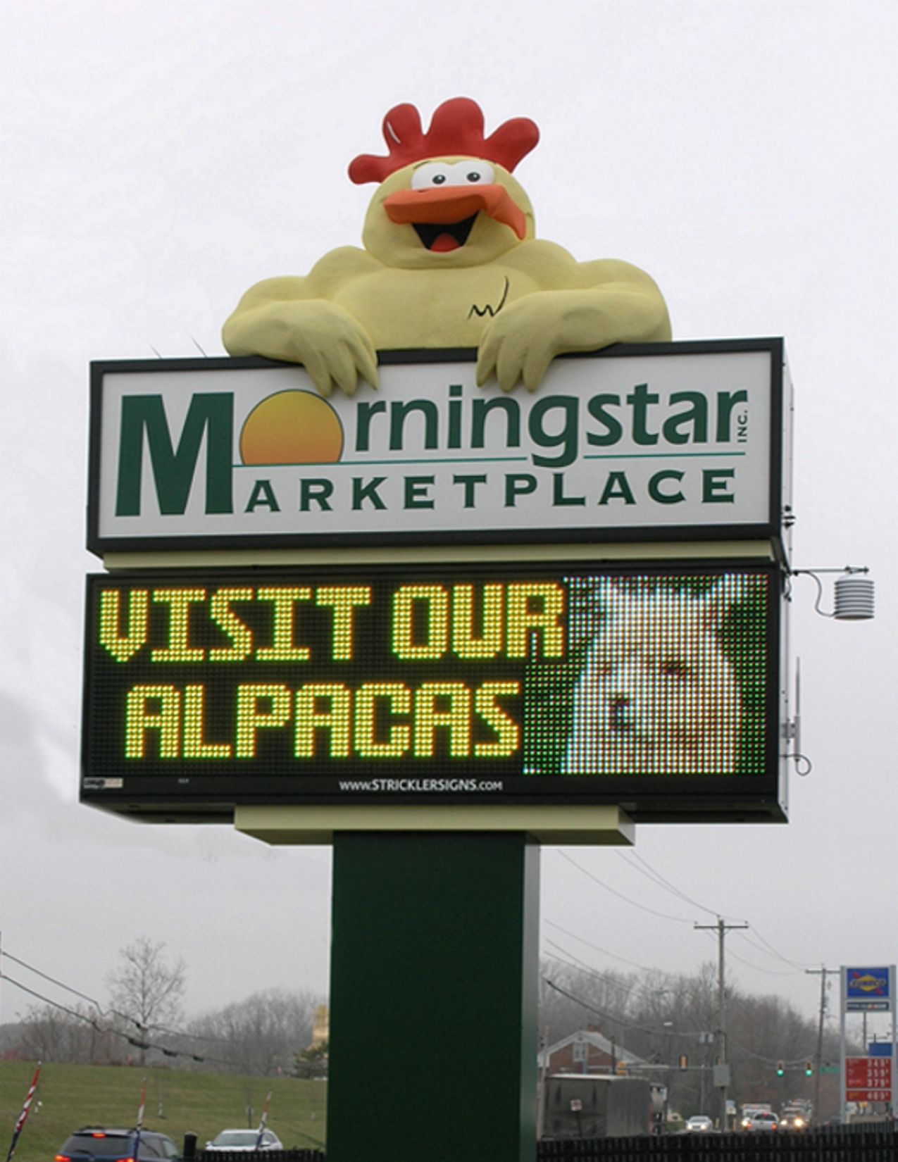 Morning Star.jpg