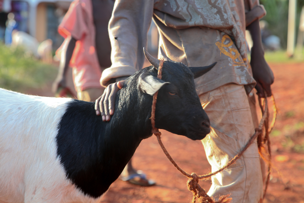 Goat-in-Uganda.jpg
