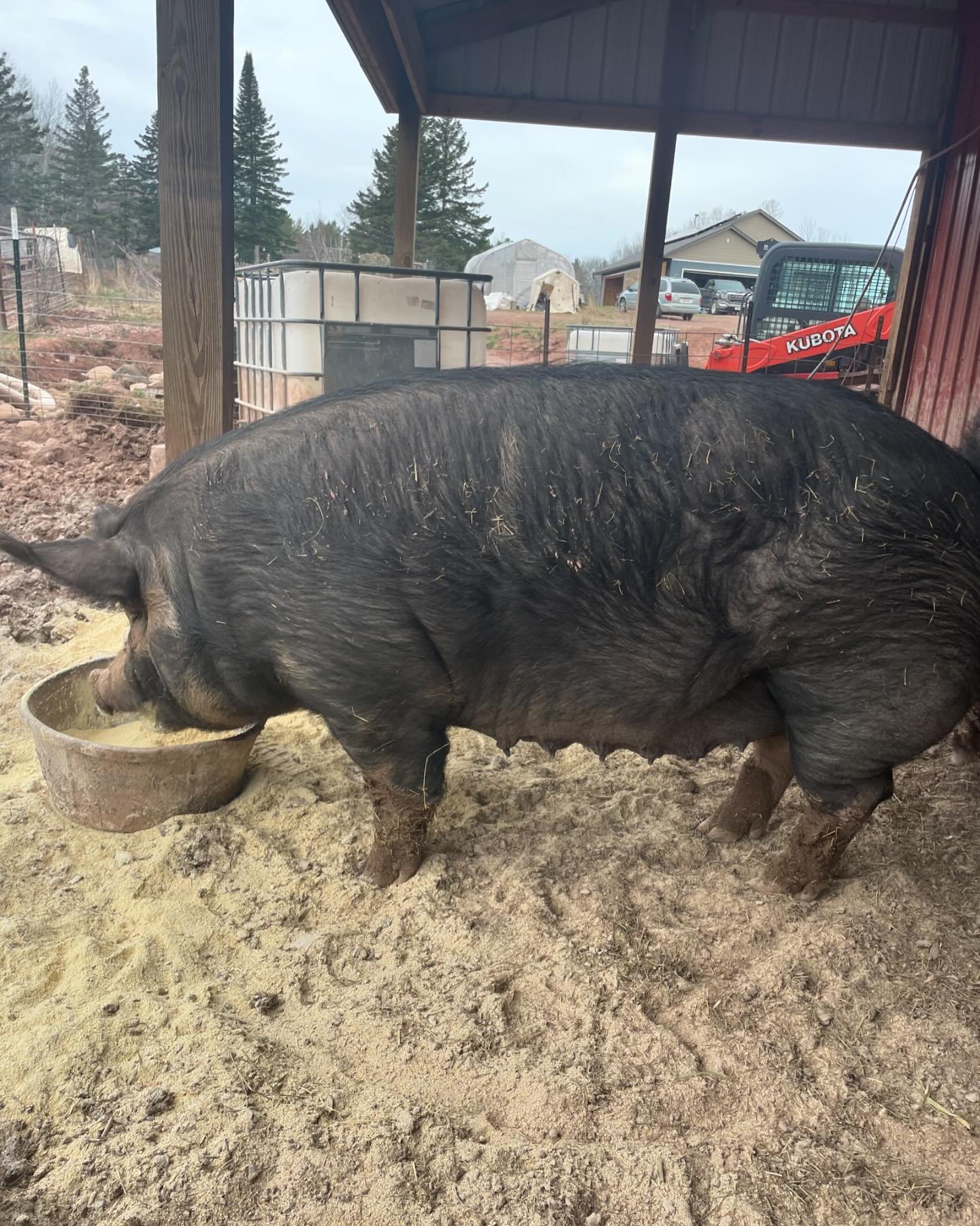 Can you tell which one is due in a little over two weeks? Bertha&rsquo;s teats are starting to swell and fill in preparation to feed her piglets. I&rsquo;m really excited to see how many she&rsquo;ll have this year and whether it will be more than he
