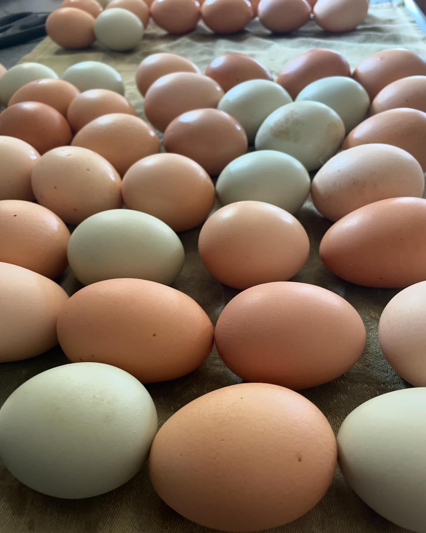 Happy Earth day! Our farm store is open and stocked up with lots of organic eggs, pork and soap. Lucy the cat may come by to visit you, but she likely won&rsquo;t jump on your car as she does sometimes to mine. We also want to share that we welcomed 