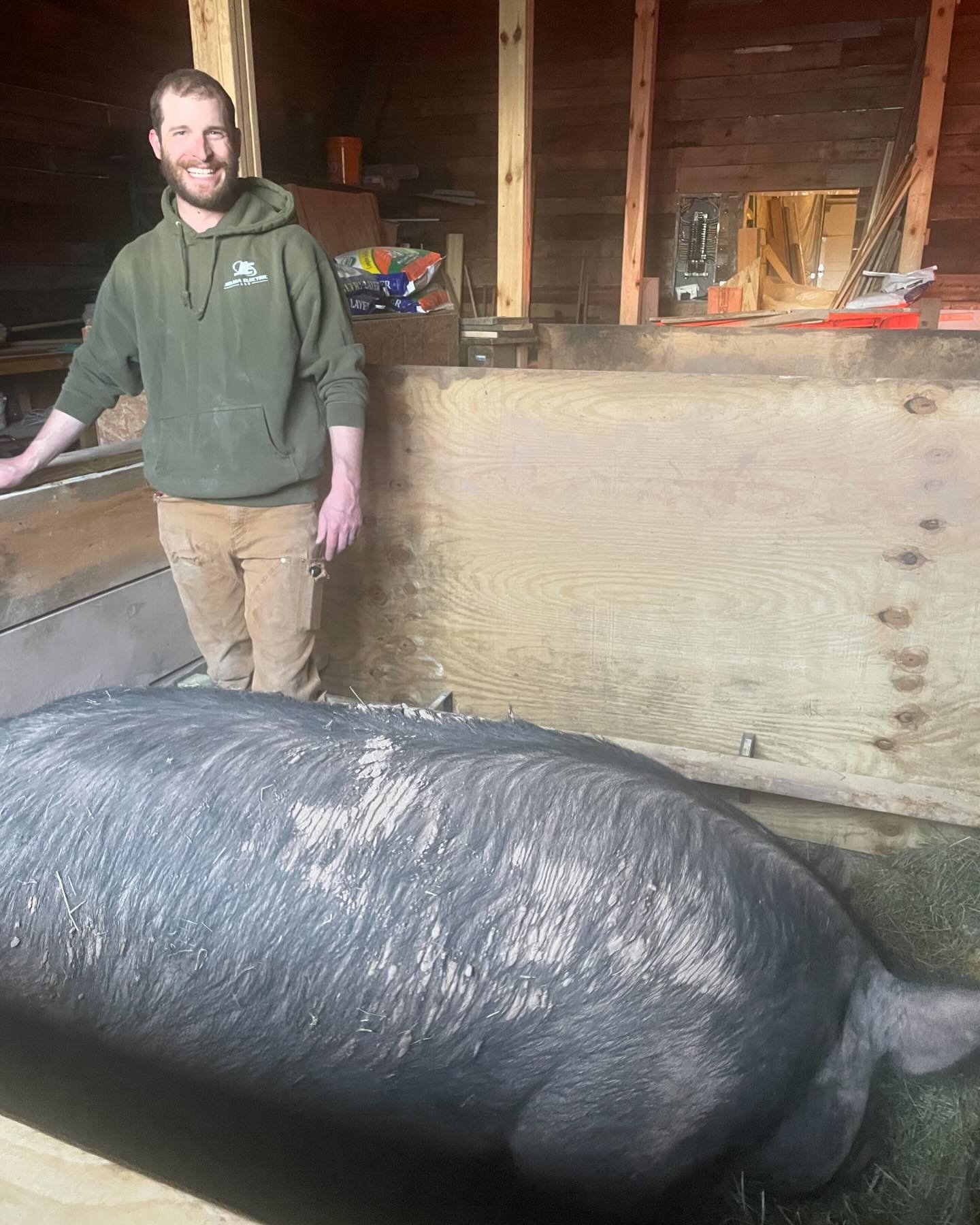 Our sow, Bertha, will be having her piglets today. She started laboring last evening and was able to sleep through her contractions last night, but we&rsquo;re hoping things start progressing soon. It took quite a bit of maneuvering to get her into t