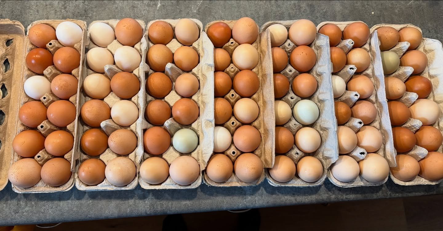 We are swimming in eggs. We have so many we probably could fill a little pool and literally swim an appendage in eggs 😆 These filled cartons represent less than two days of eggs so please do us a favor and come buy some eggs. Our self-serve farm sto