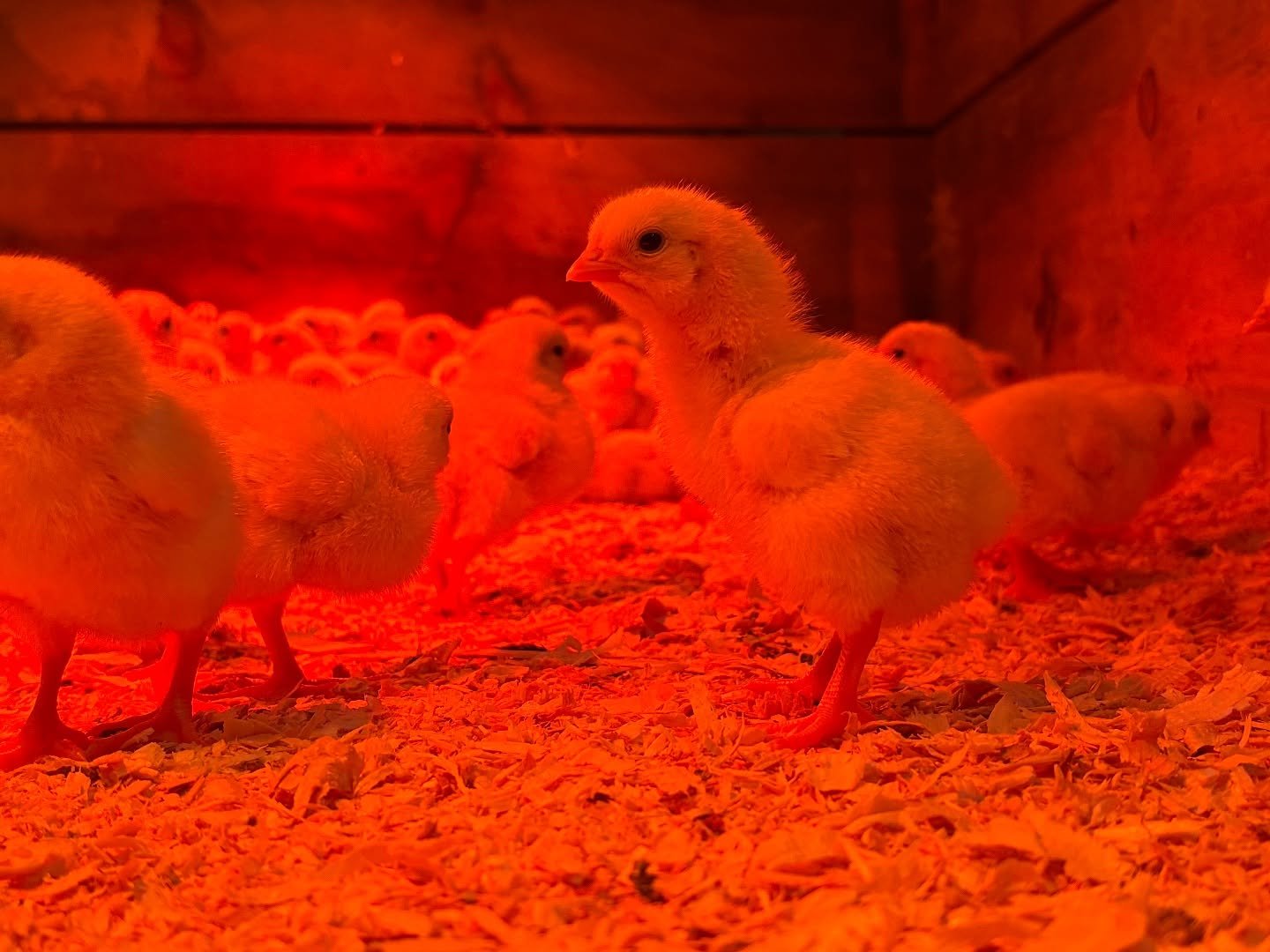 The meat chicks have arrived! This is the cutest they will ever be and they are super fun to hold and pet. The kiddos are excited they are here and want to visit them every day after school. We love it when the kids want to be involved in the farm. #