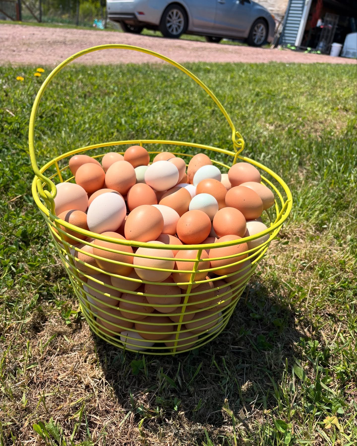 Eggs, eggs, eggs - we have lots of them! All of these babies are washed and about to get packed up for the farm store. I&rsquo;d say about 60% of them were laid where they should be in the nesting boxes and the other 40% end up in places where they s