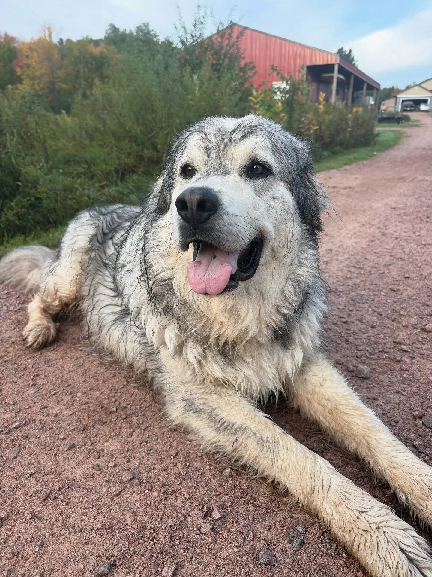 It&rsquo;s time for the weekly Washburn Farmers&rsquo; Market. I&rsquo;m all set up for market with pastured pork, chicken, eggs, soap, squash and bath bombs. 

Today is also Bubba&rsquo;s 3rd birthday! This gentle giant of ours is a wonderful guard 
